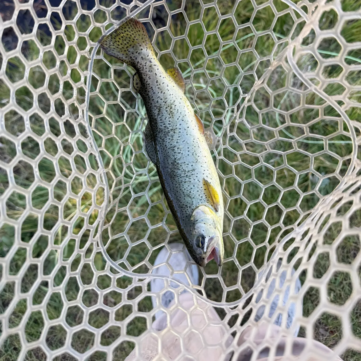 The most recent Apache trout catches on Fishbrain