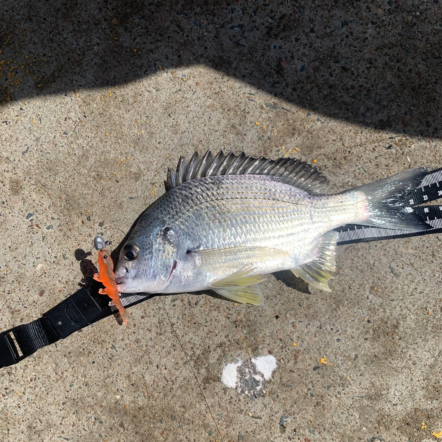 Surf bream caught on Fishbrain