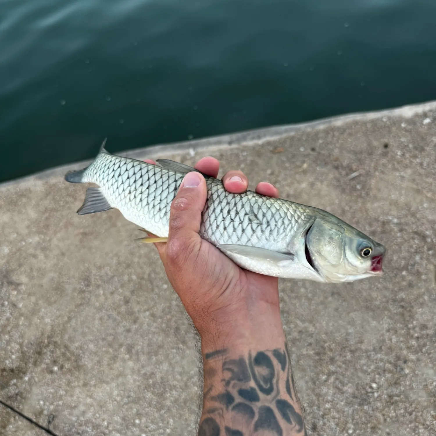 Grass carp caught on Fishbrain
