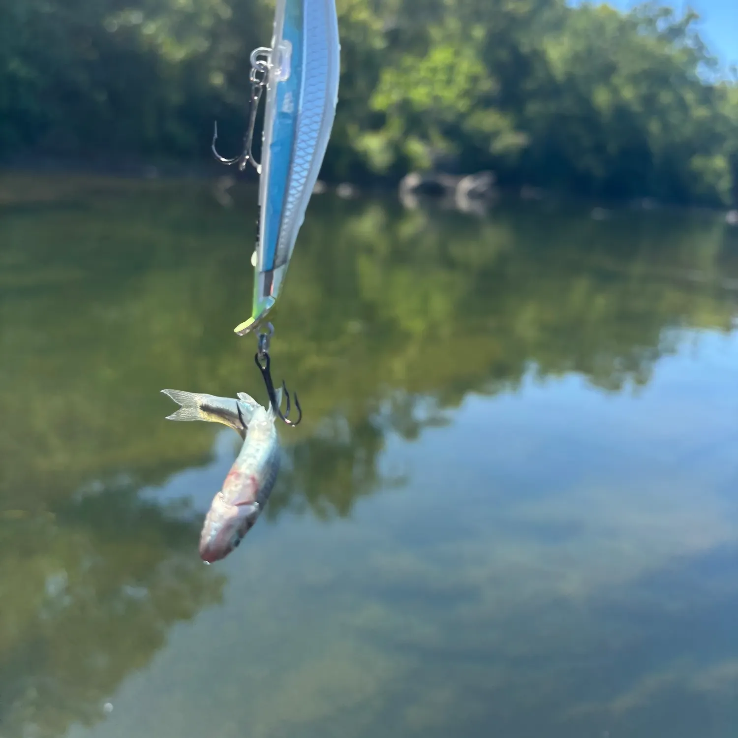 The most recent Eastern silvery minnow catches on Fishbrain