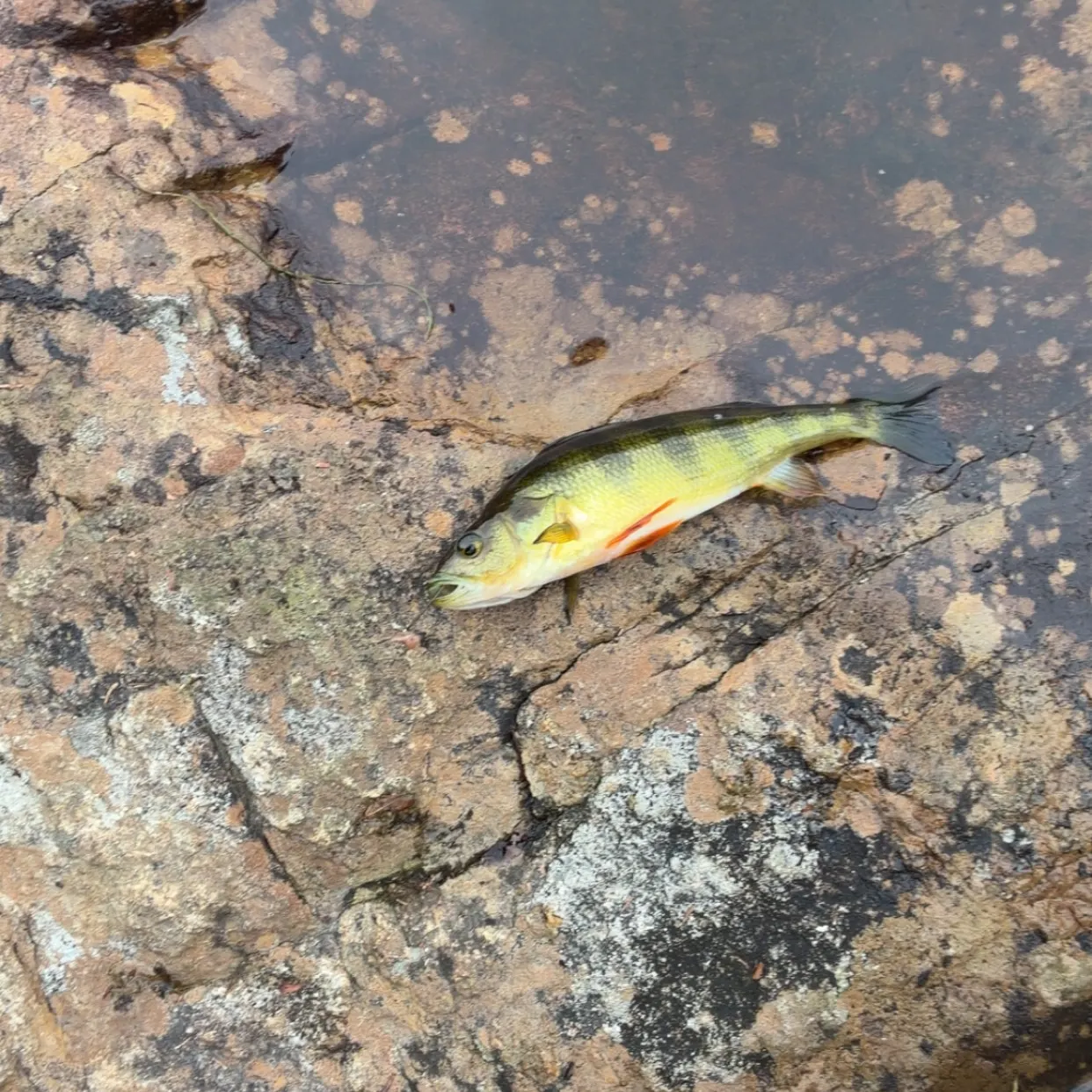 Yellow perch caught on Fishbrain