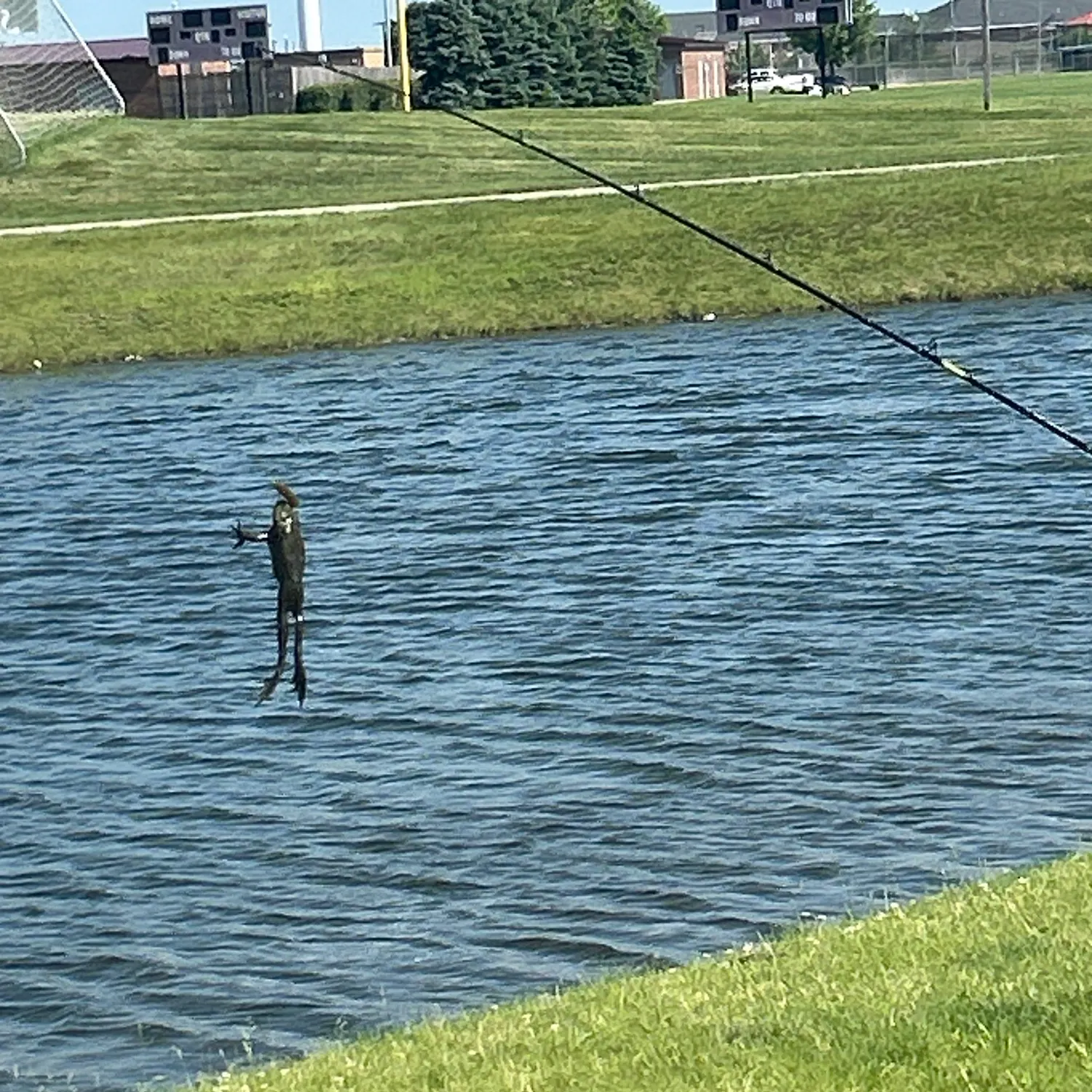 The most recent River frog catches on Fishbrain