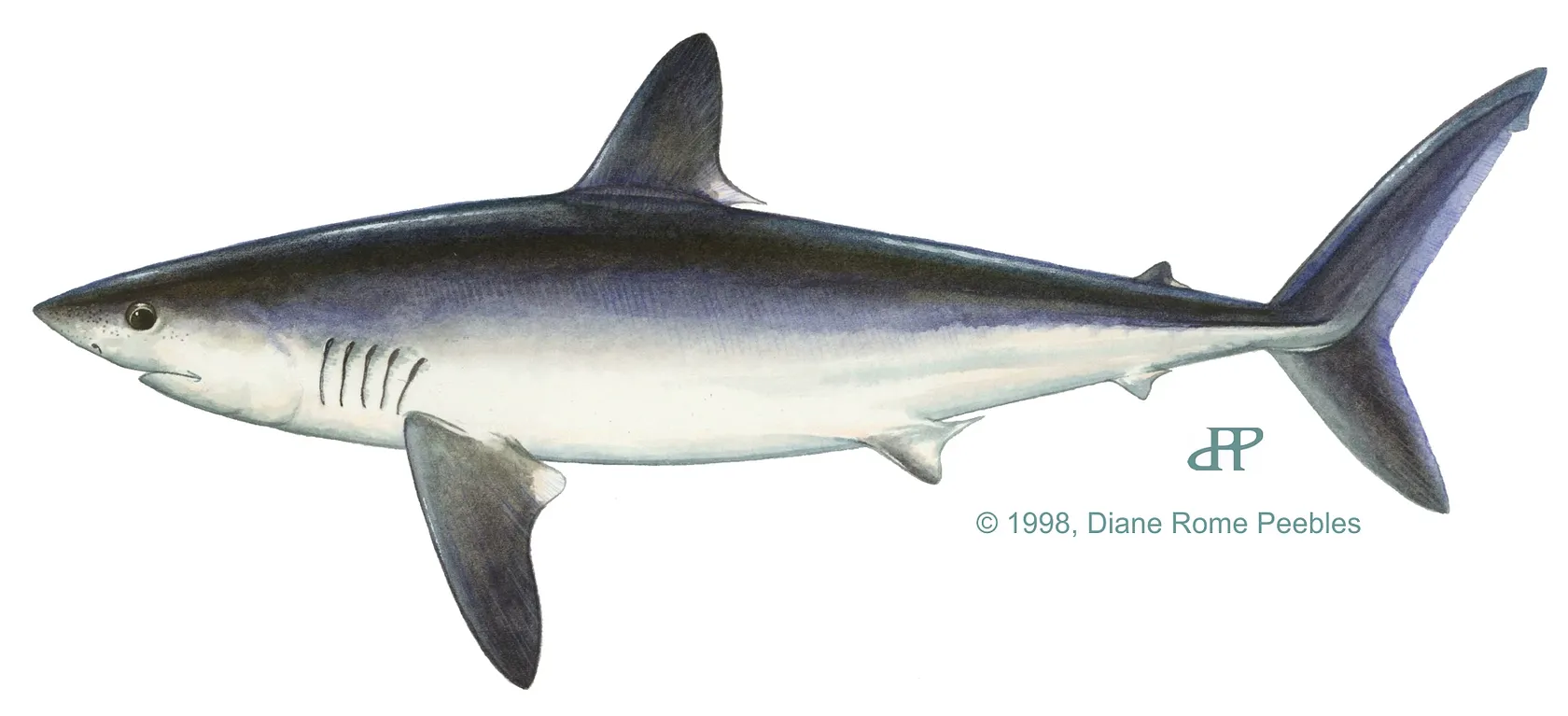 Porbeagle