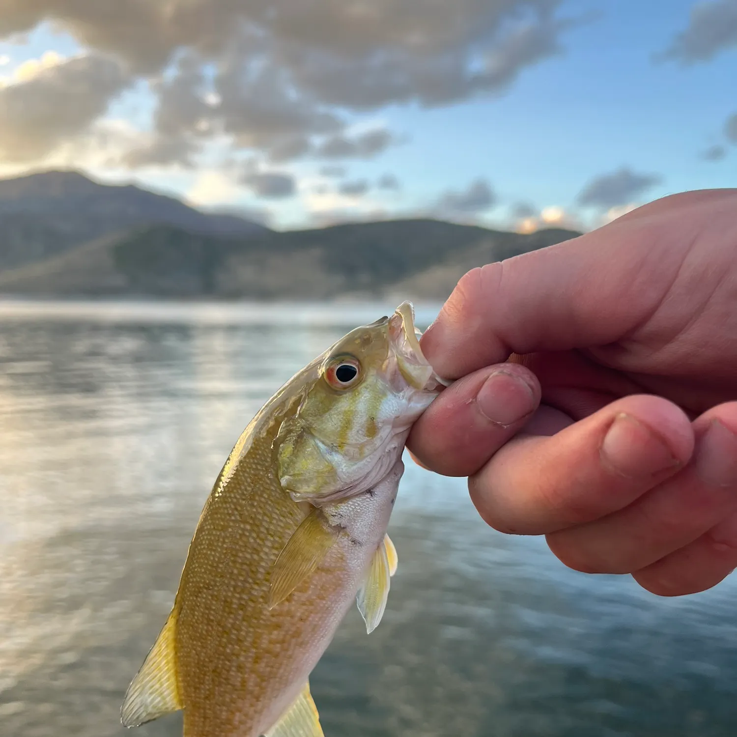 Smallmouth bass caught on Fishbrain