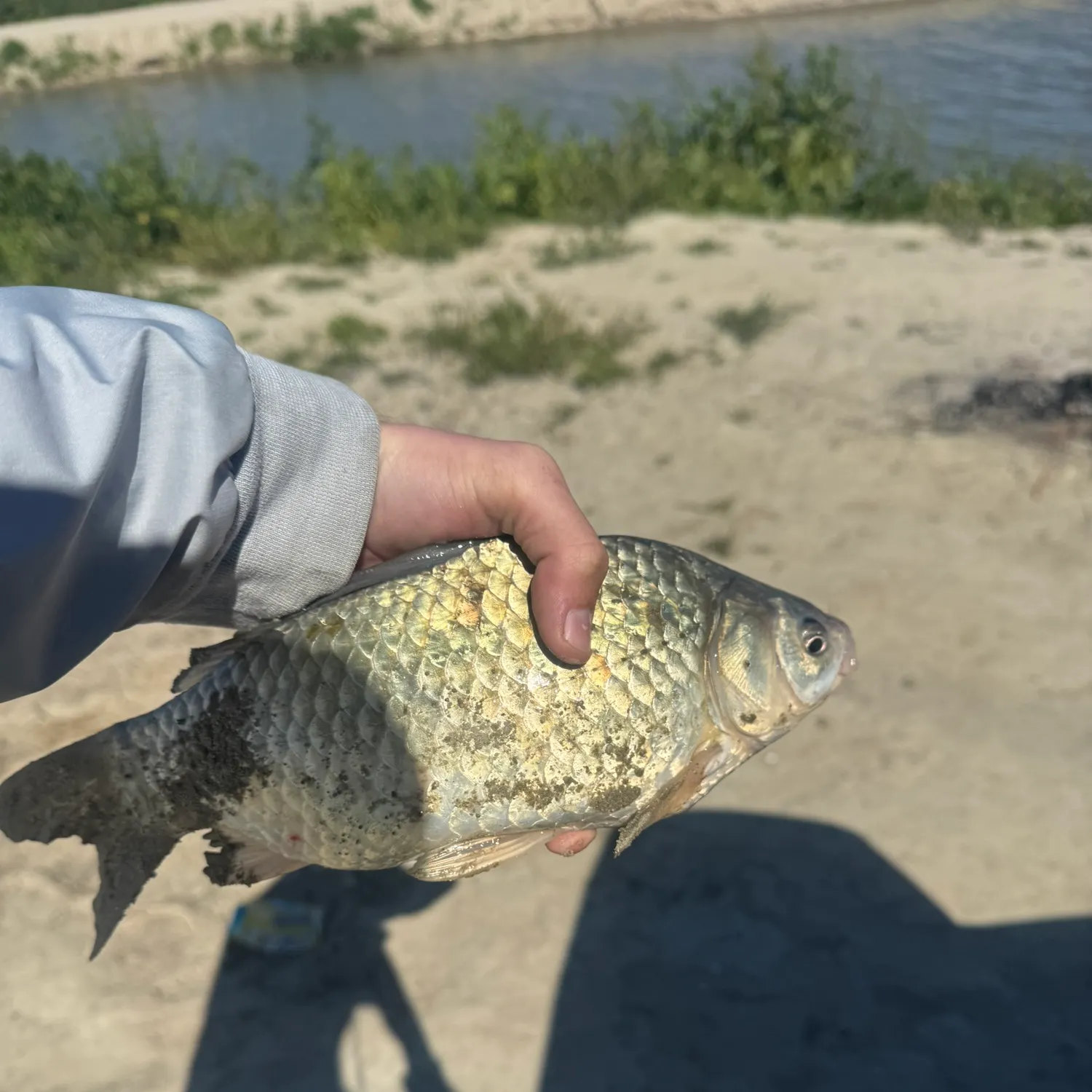 The most recent Crucian carp catches on Fishbrain
