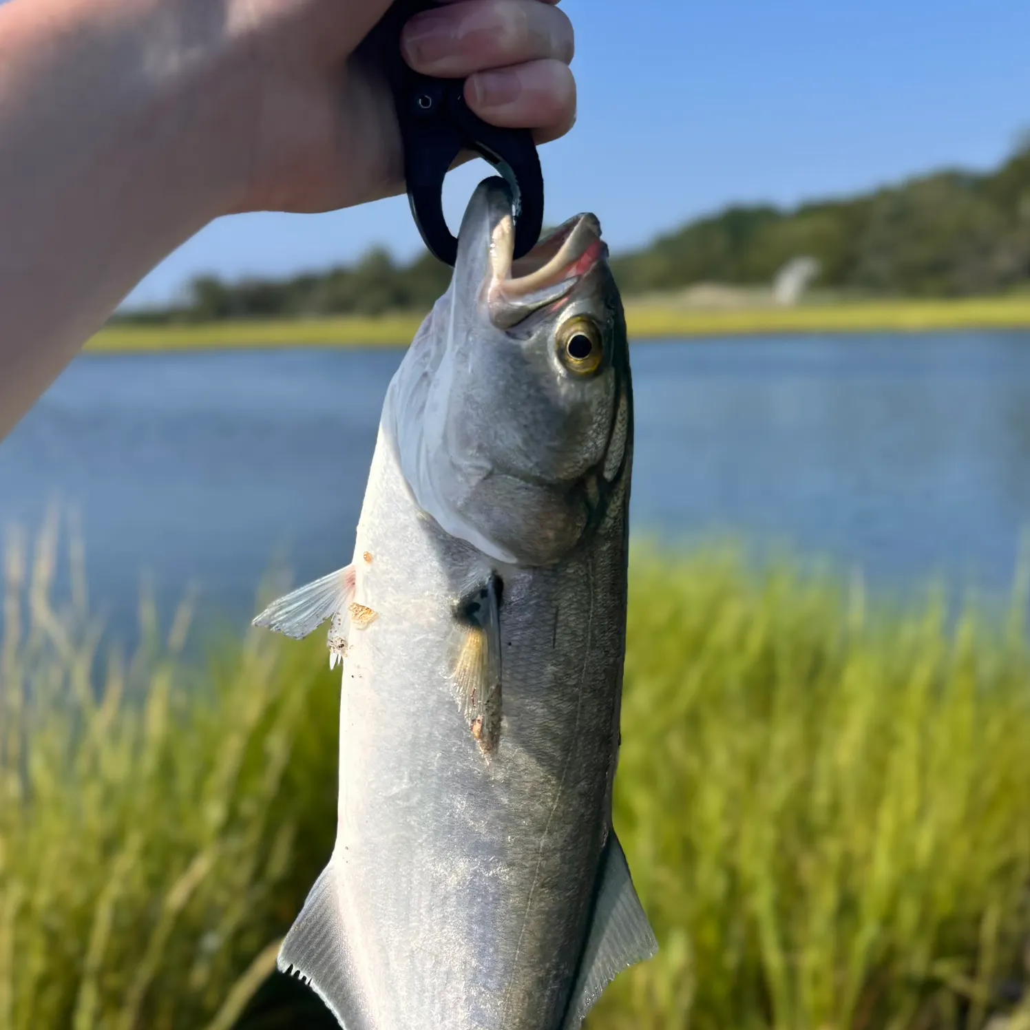 Bluefish caught on Fishbrain
