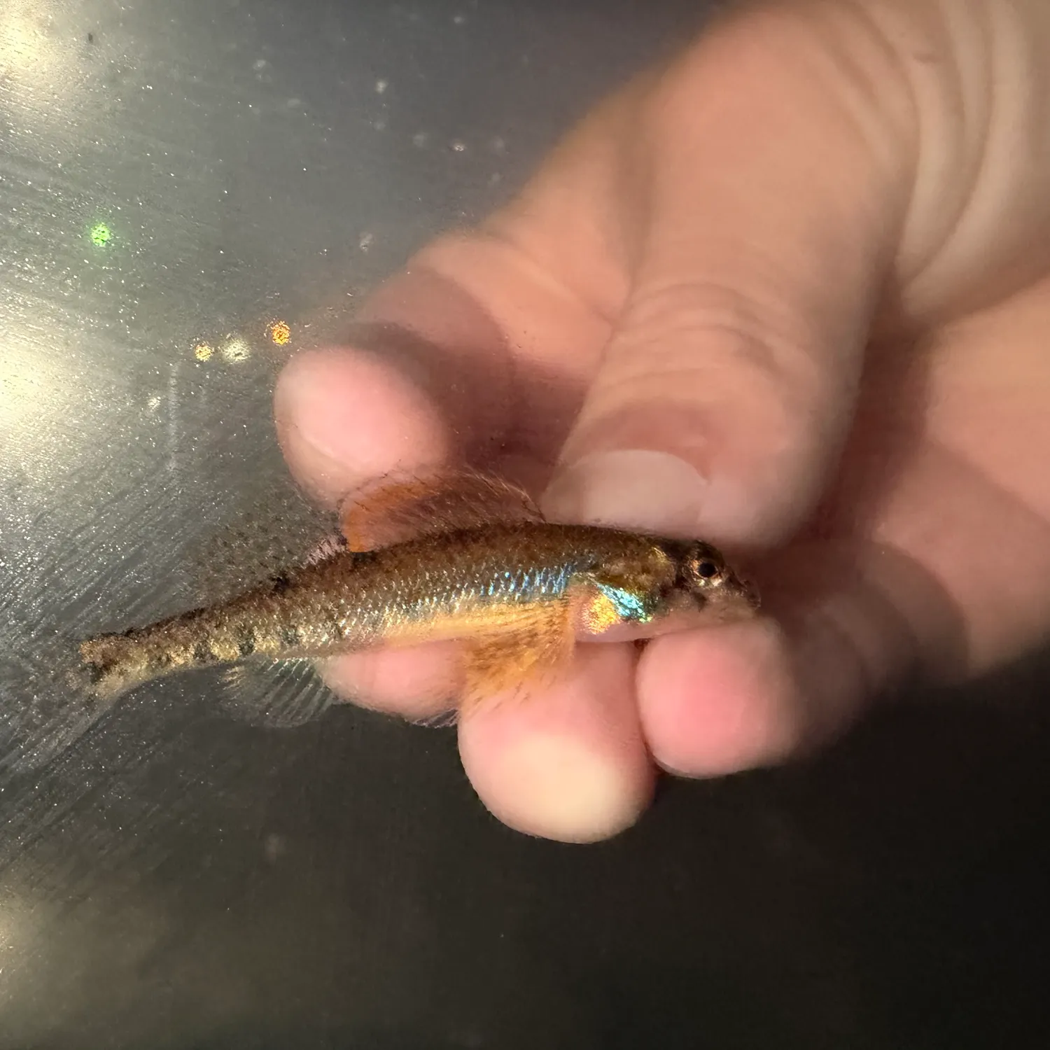 The most recent Blueside darter catches on Fishbrain