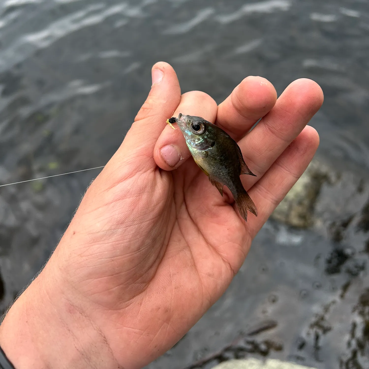Pumpkinseed caught on Fishbrain