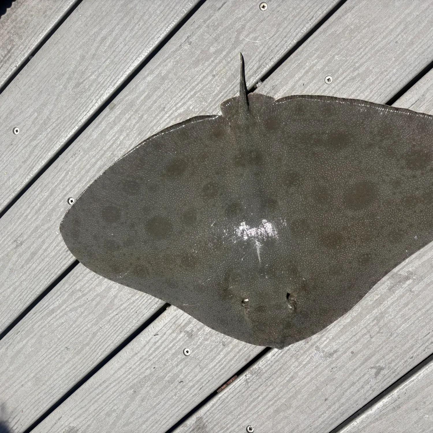 The most recent Spiny butterfly ray catches on Fishbrain