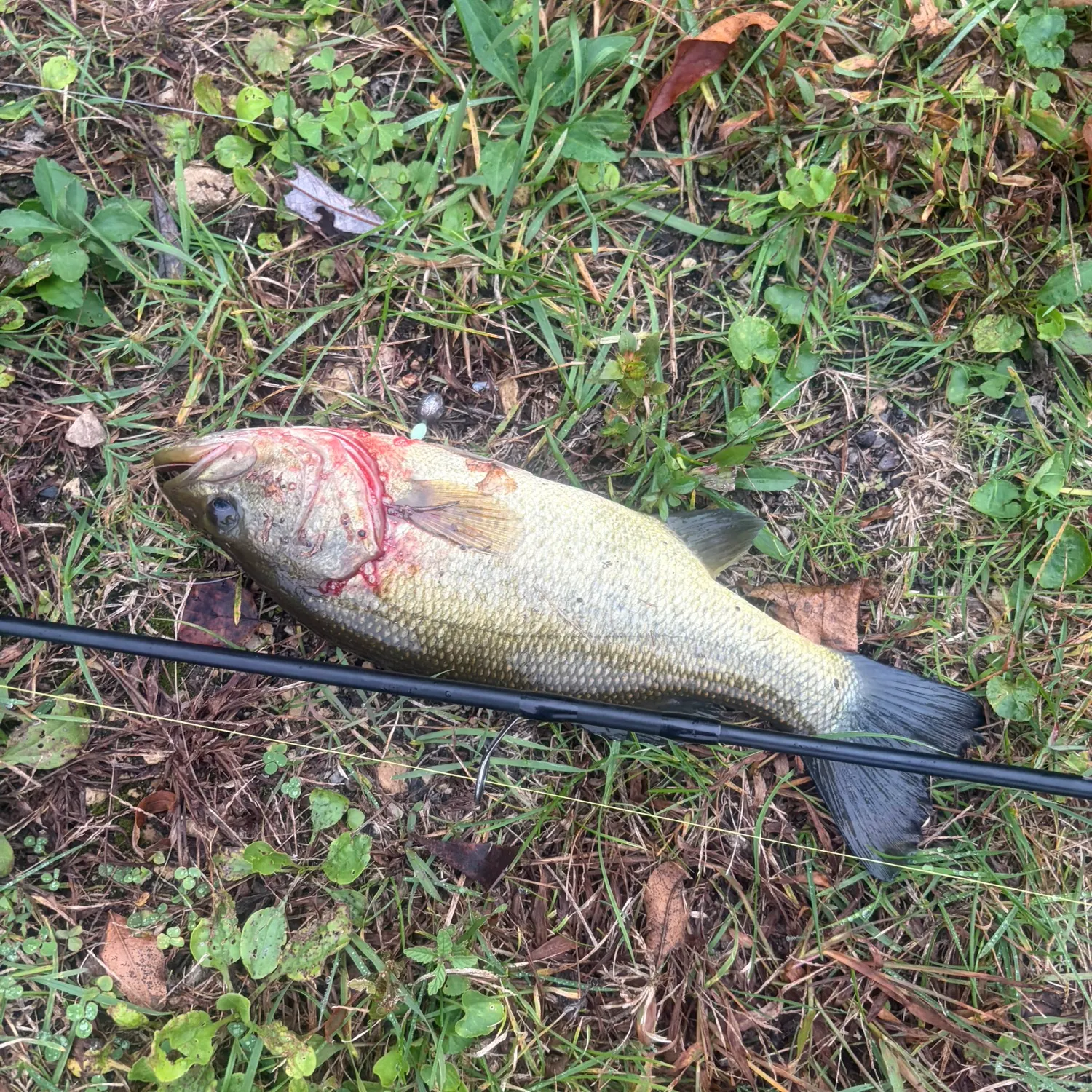 Smallmouth bass caught on Fishbrain