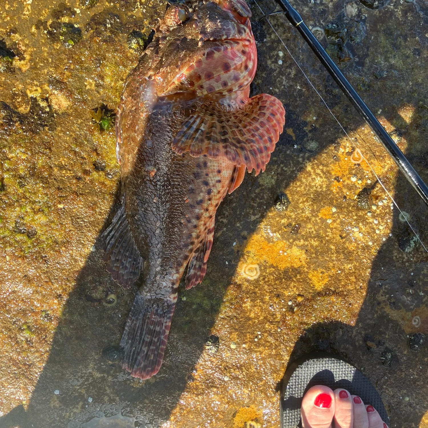 Red rock cod caught on Fishbrain