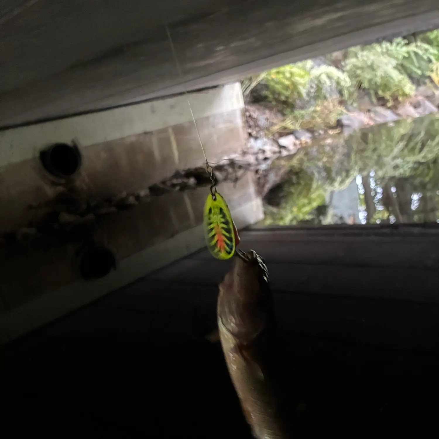 Creek chub caught on Fishbrain