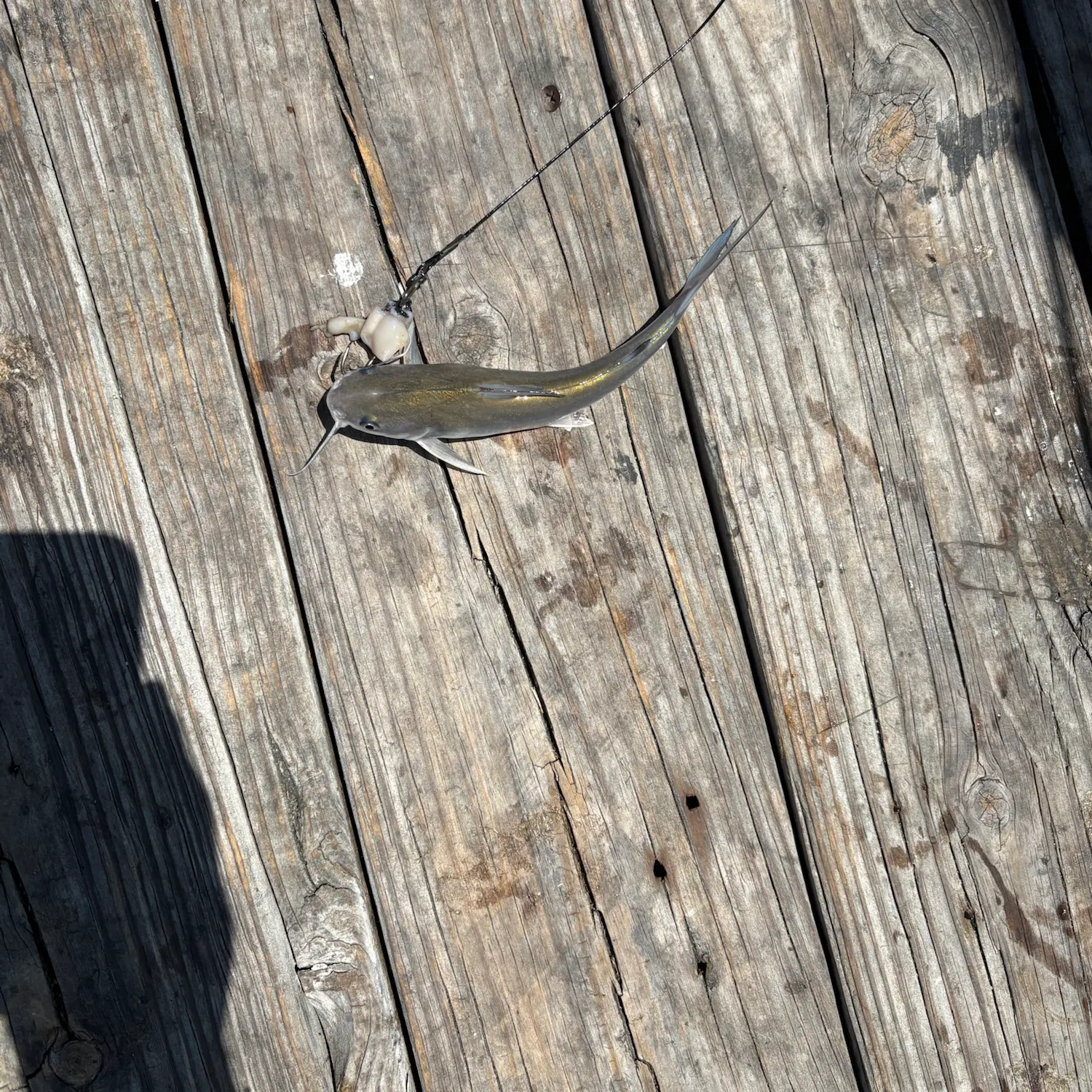 The most recent Giant sea catfish catches on Fishbrain