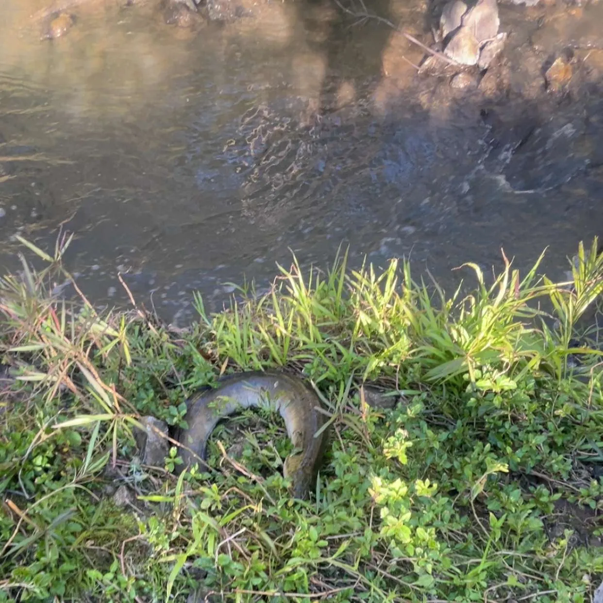 The most recent New Zealand longfin eel catches on Fishbrain