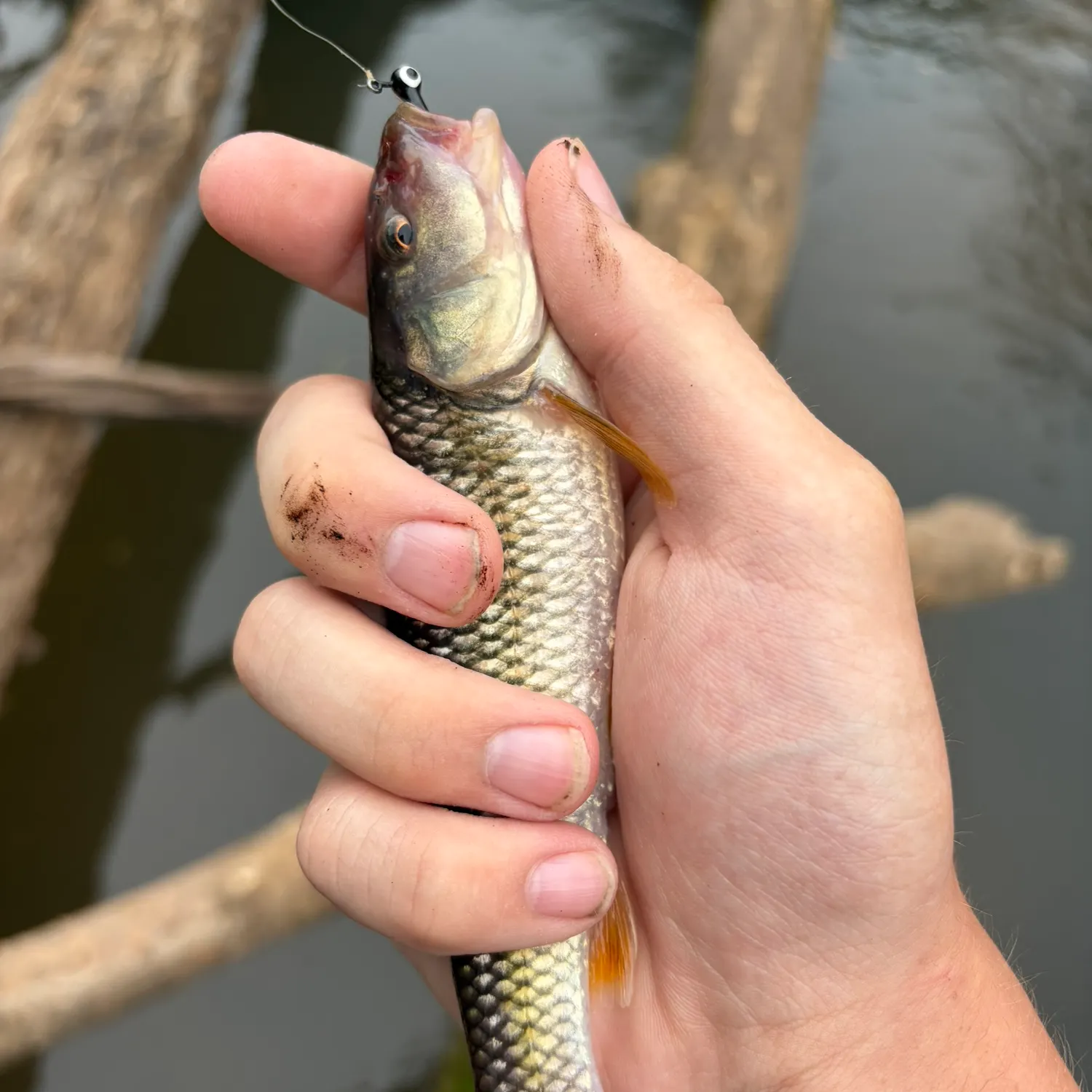 Creek chub caught on Fishbrain