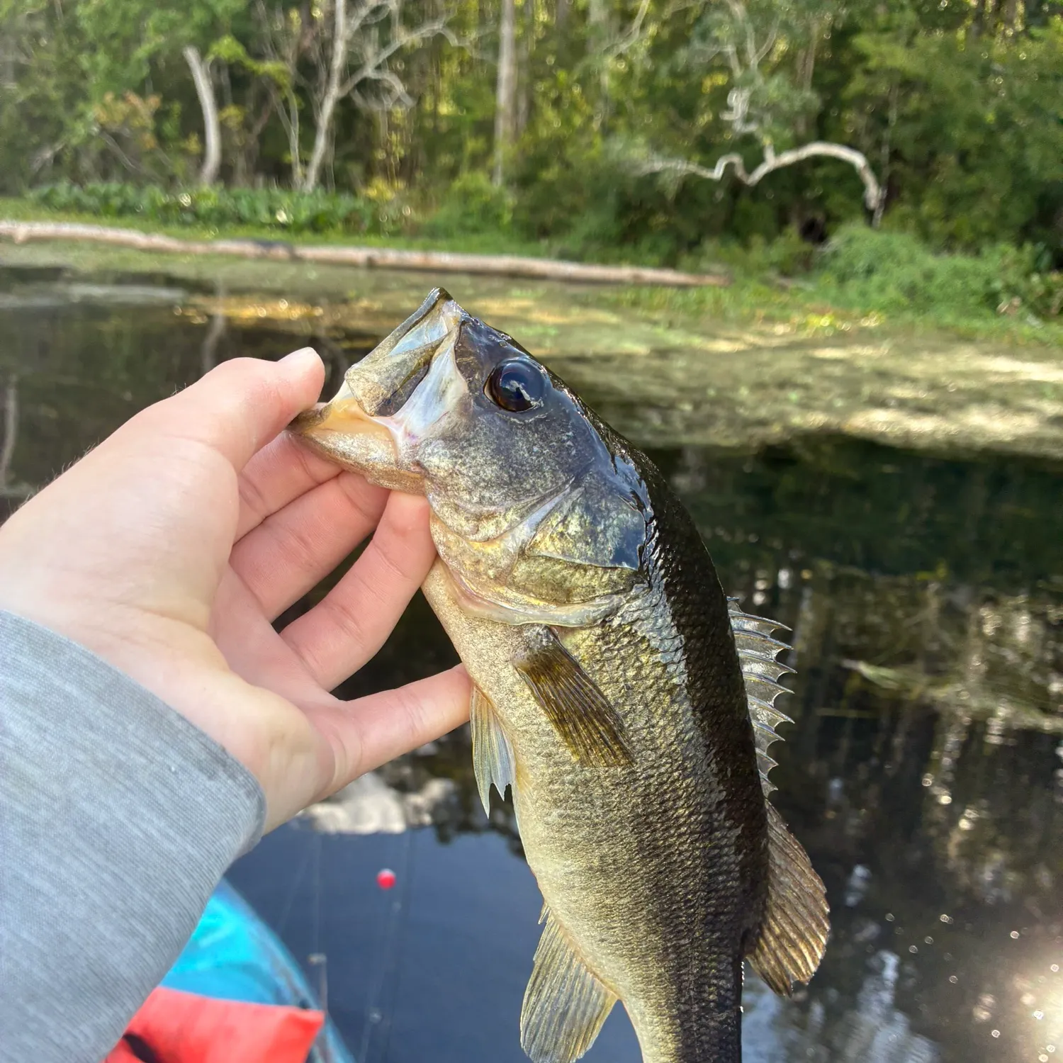 Florida bass caught on Fishbrain