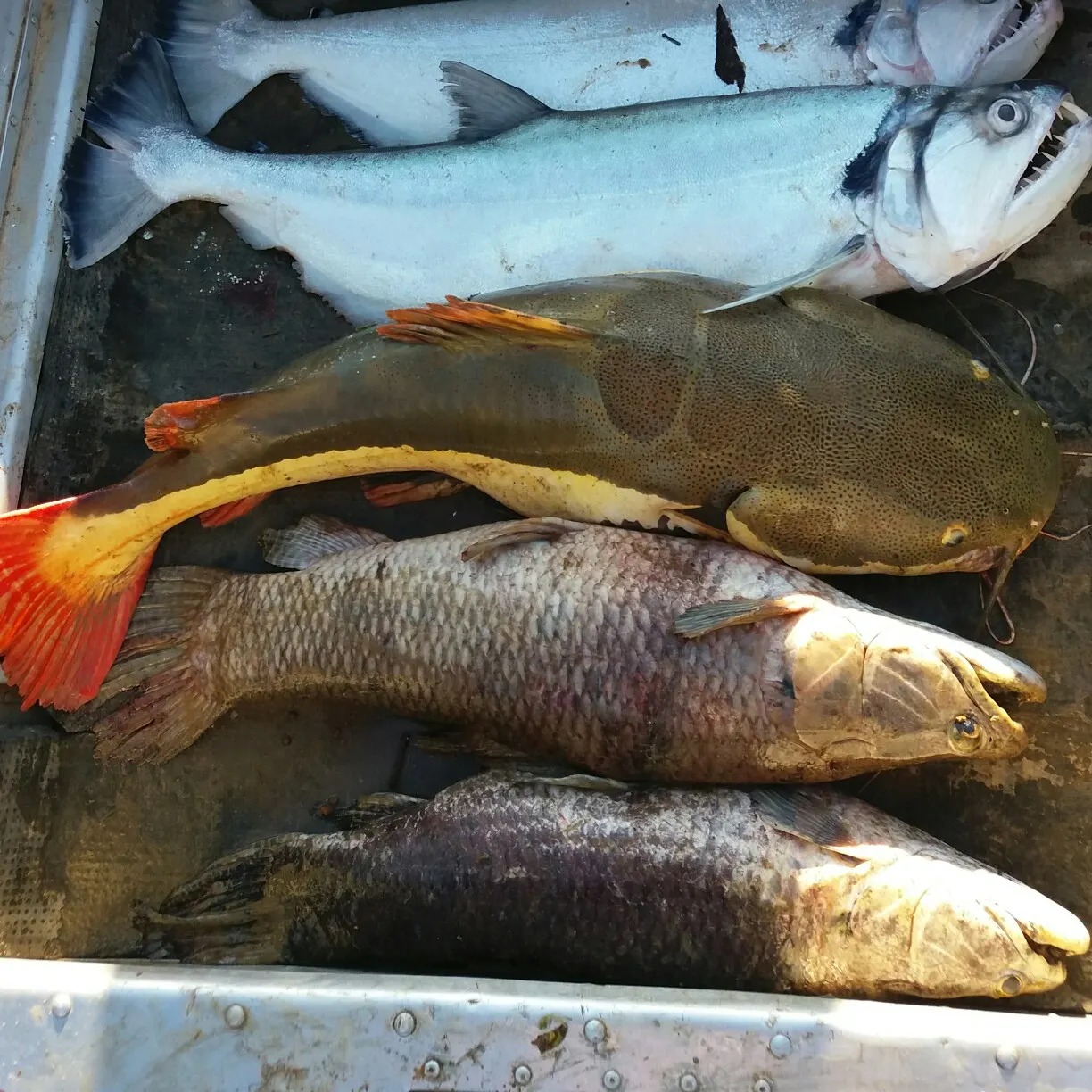 recently logged catches