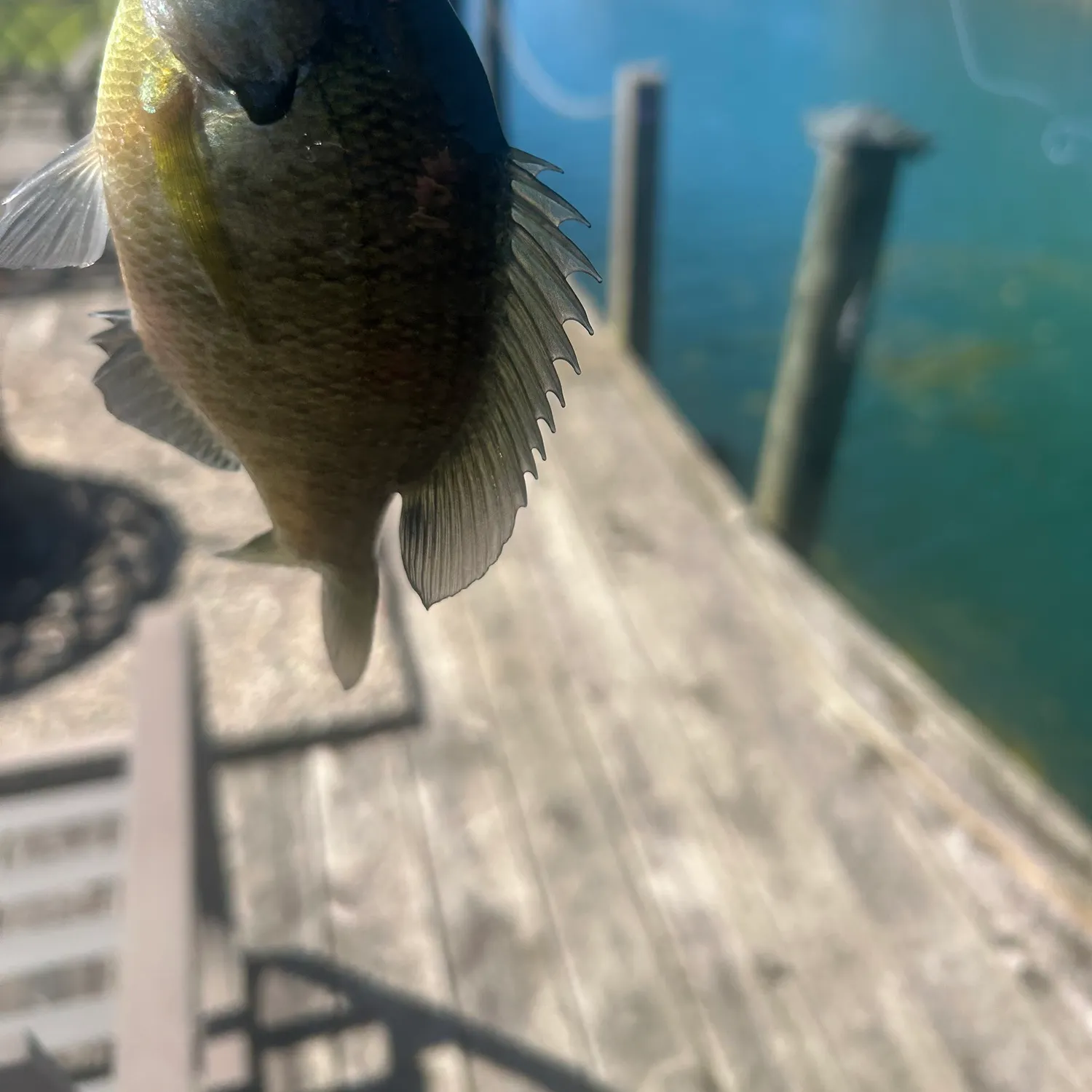 Bluegill caught on Fishbrain
