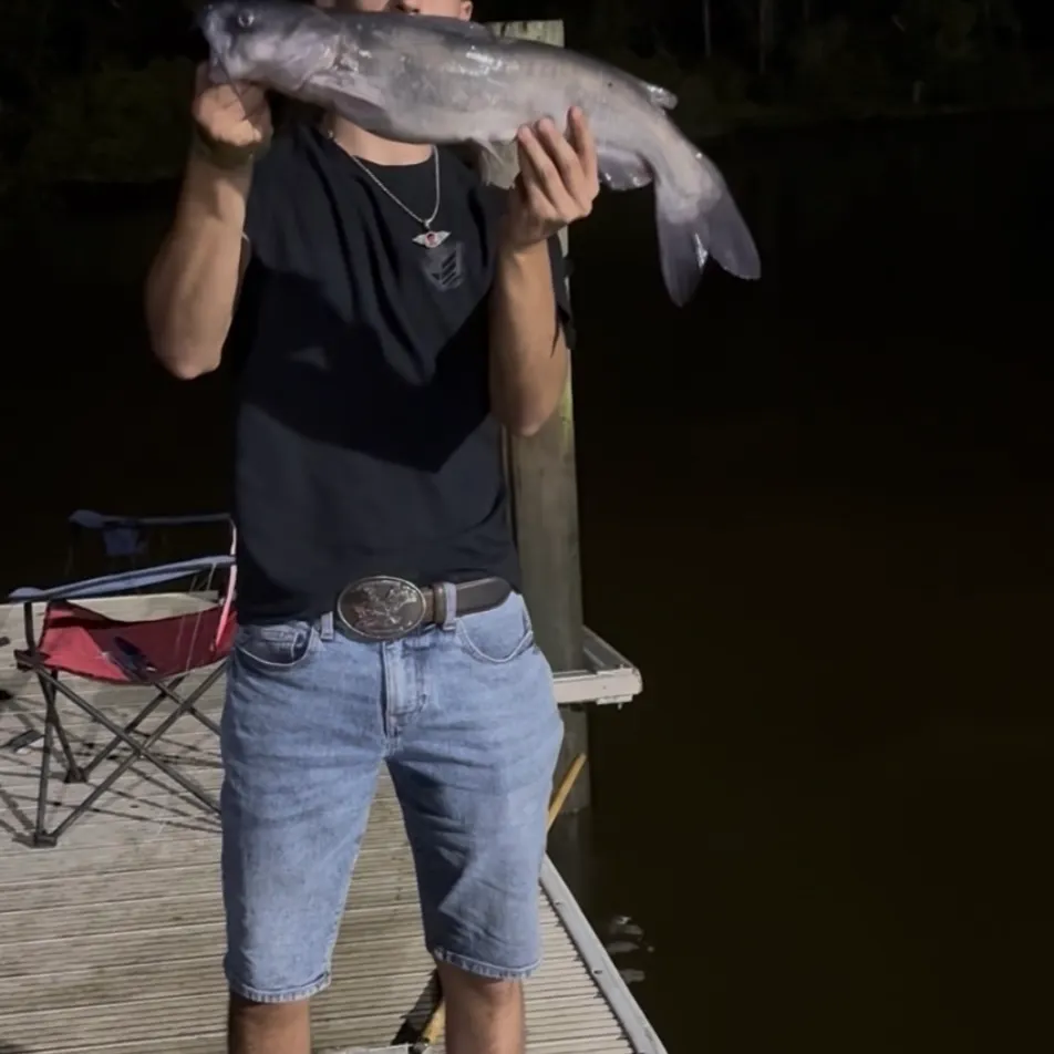 Channel catfish caught on Fishbrain