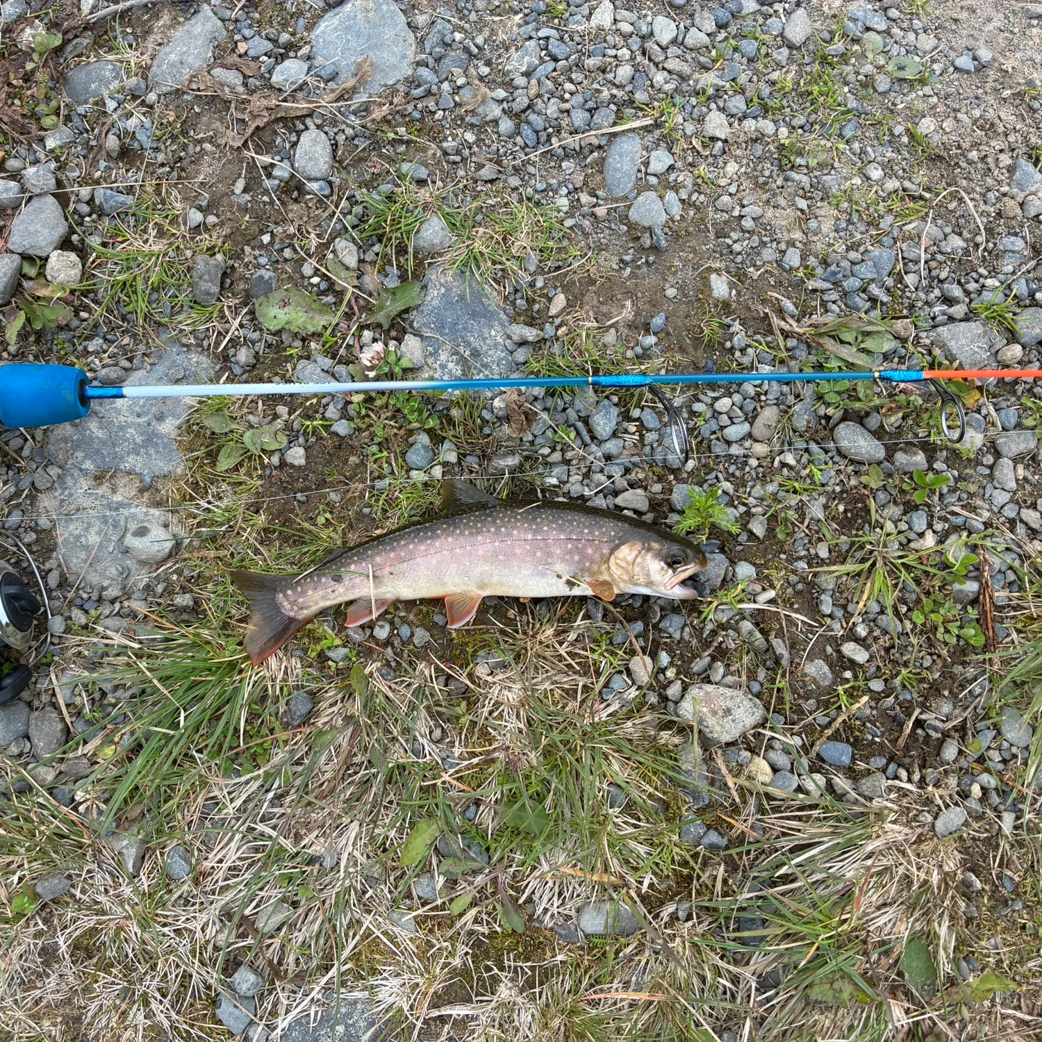 Brook trout caught on Fishbrain