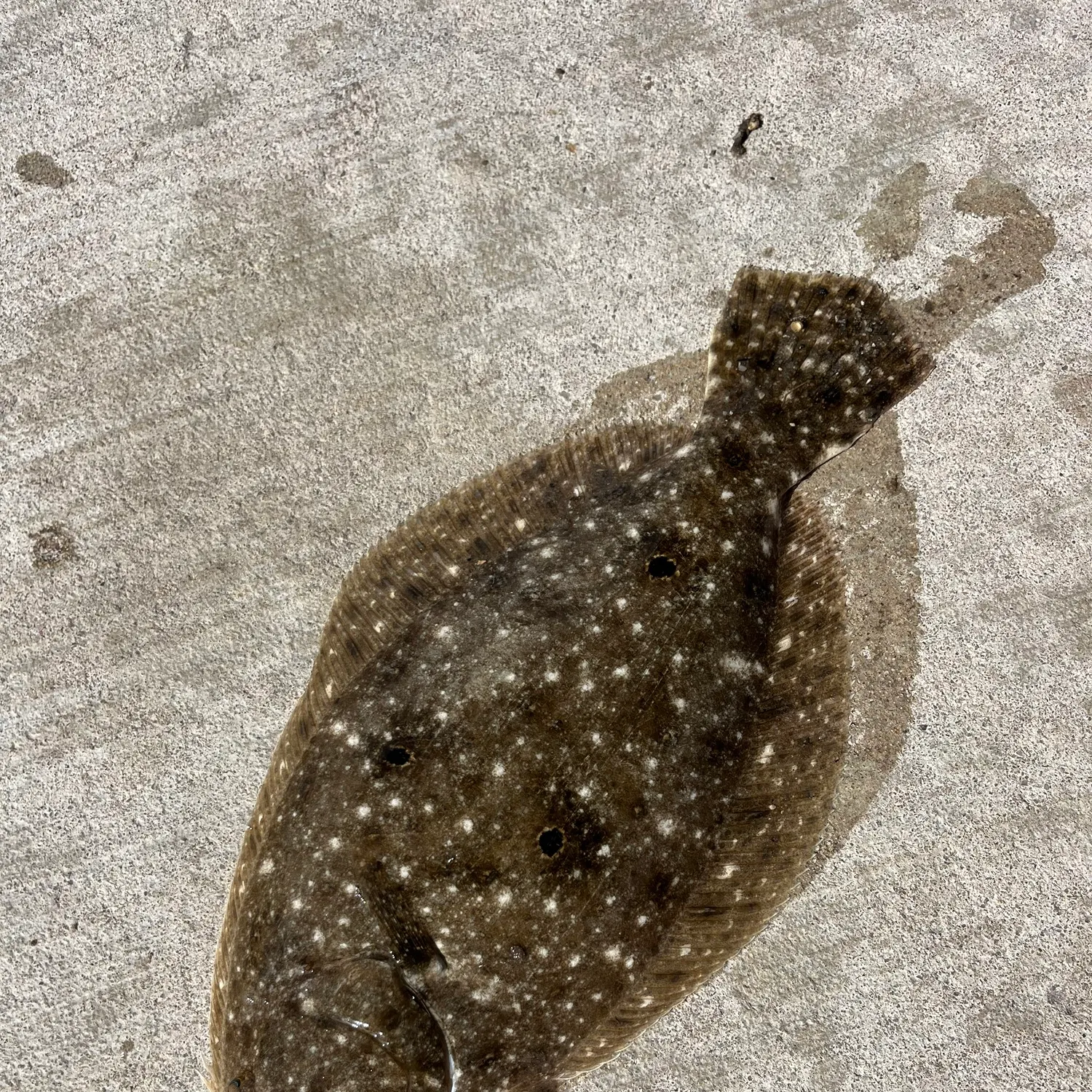 Summer flounder caught on Fishbrain