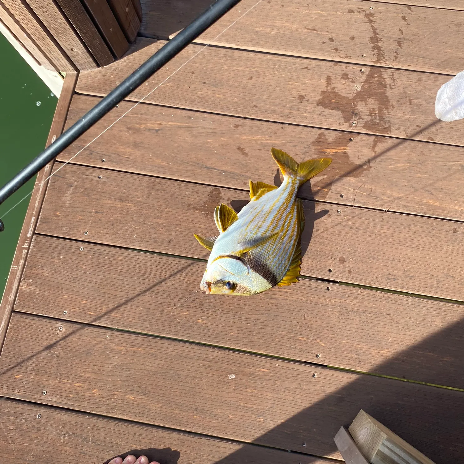 The most recent Atlantic porkfish catches on Fishbrain