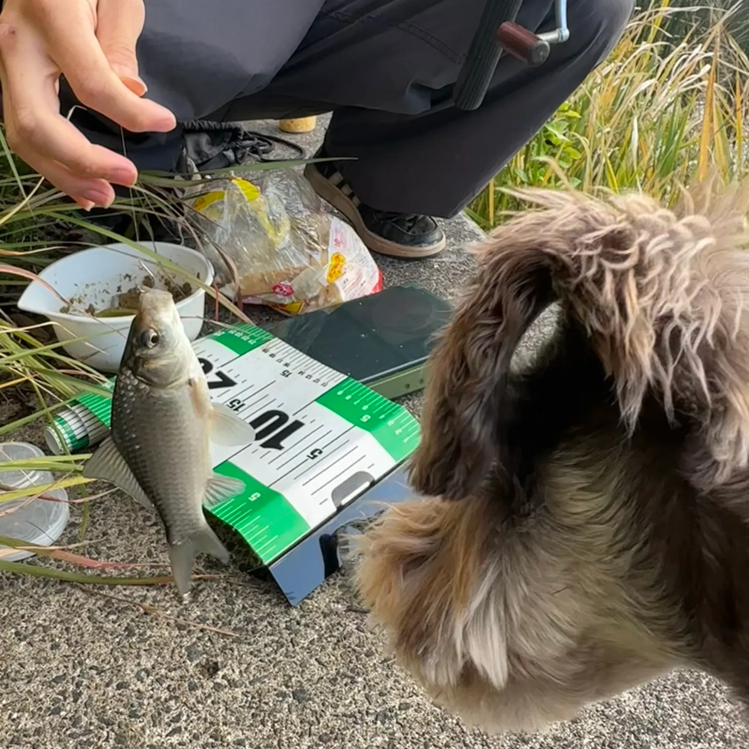 The most recent Japanese white crucian carp catches on Fishbrain