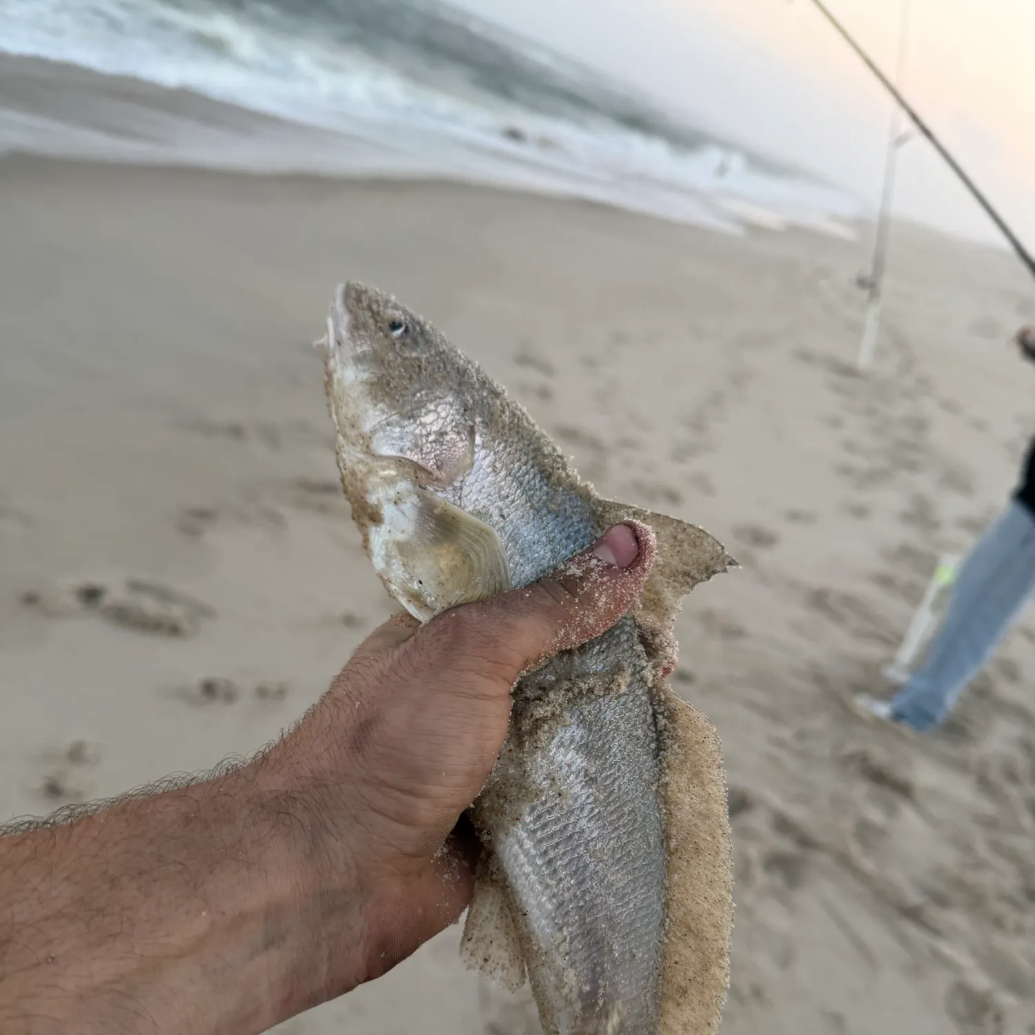 The most recent Northern kingcroaker catches on Fishbrain