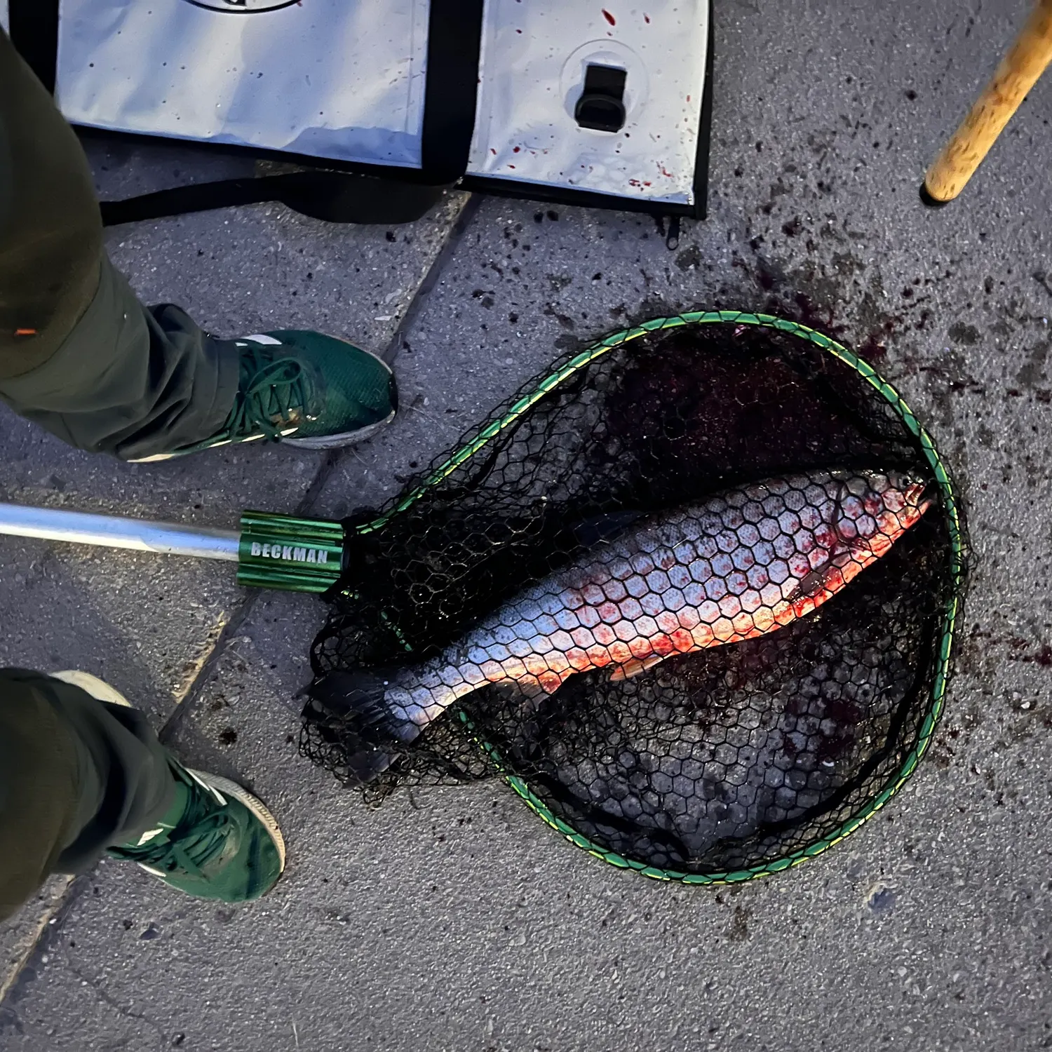Coho salmon caught on Fishbrain