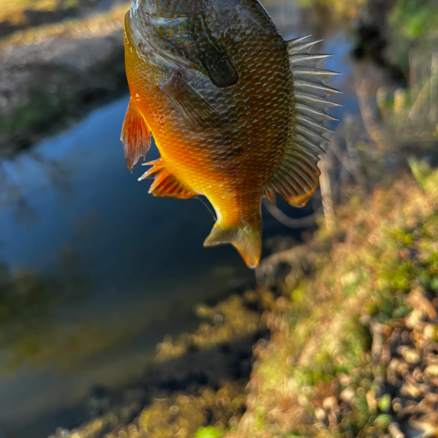The most recent Plains longear sunfish catches on Fishbrain