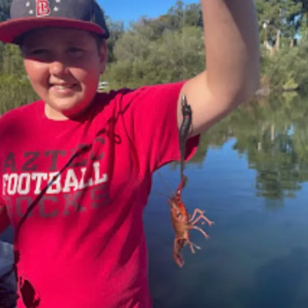 The most recent Red swamp crayfish catches on Fishbrain