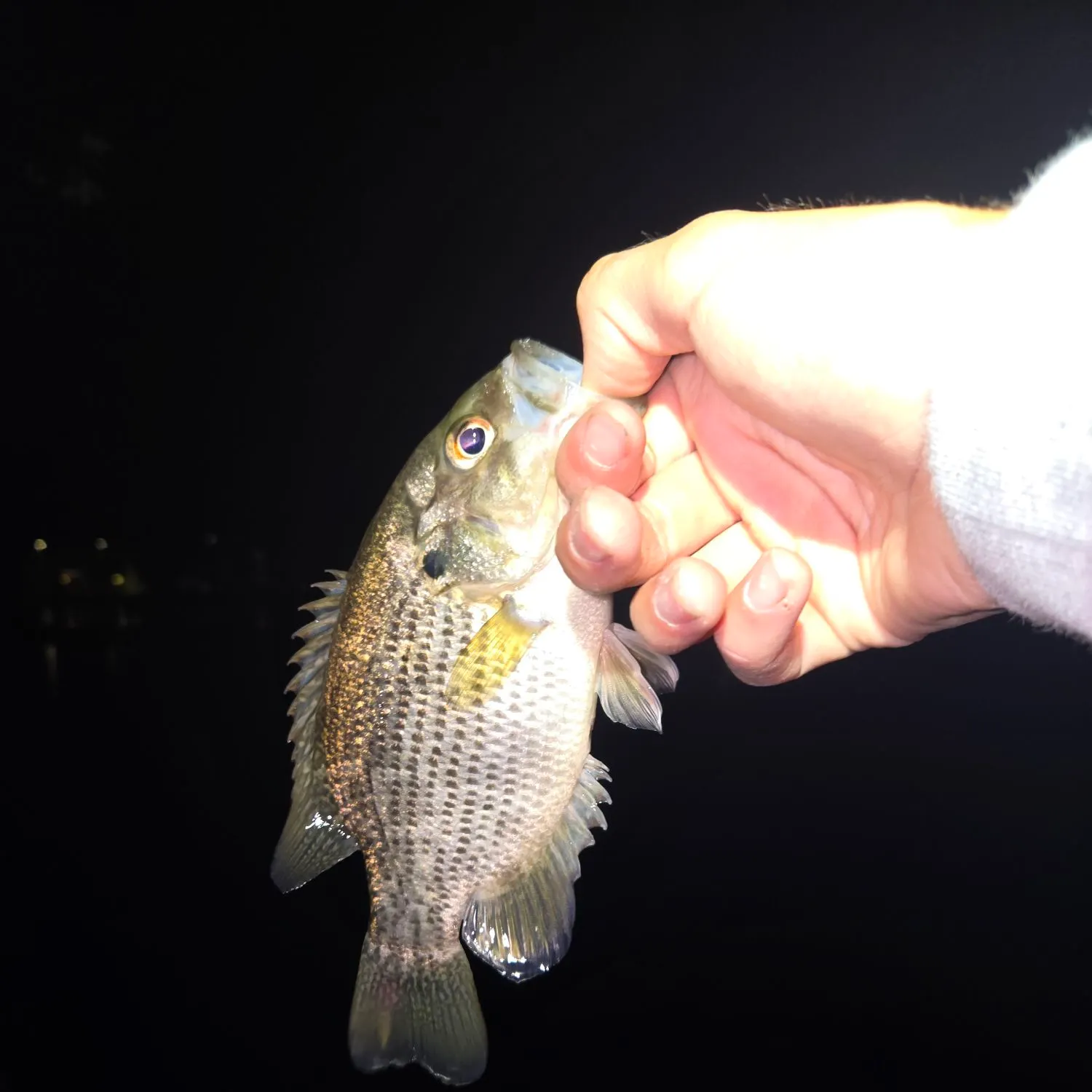 Rock bass caught on Fishbrain