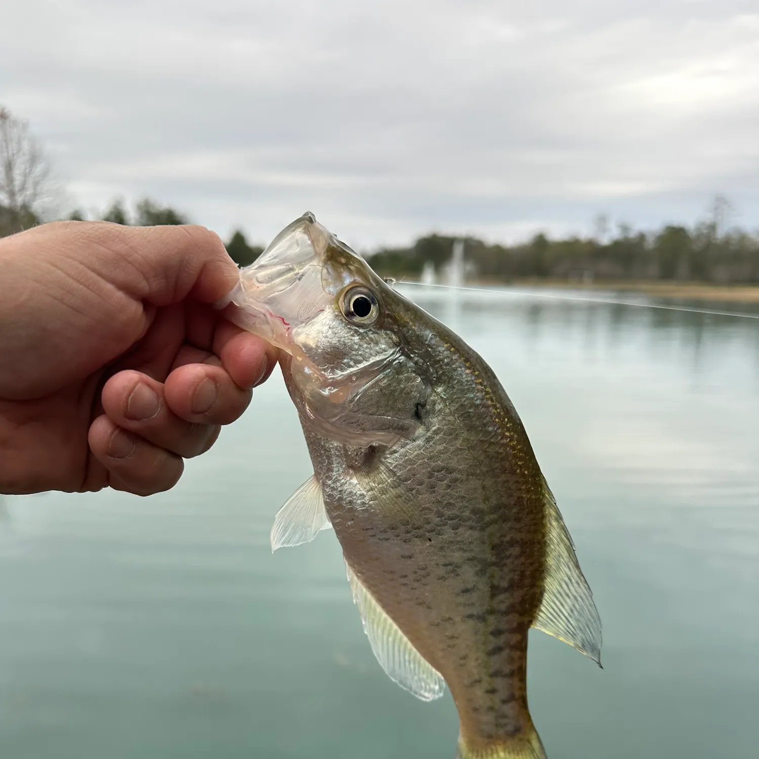 The most recent White crappie catches on Fishbrain
