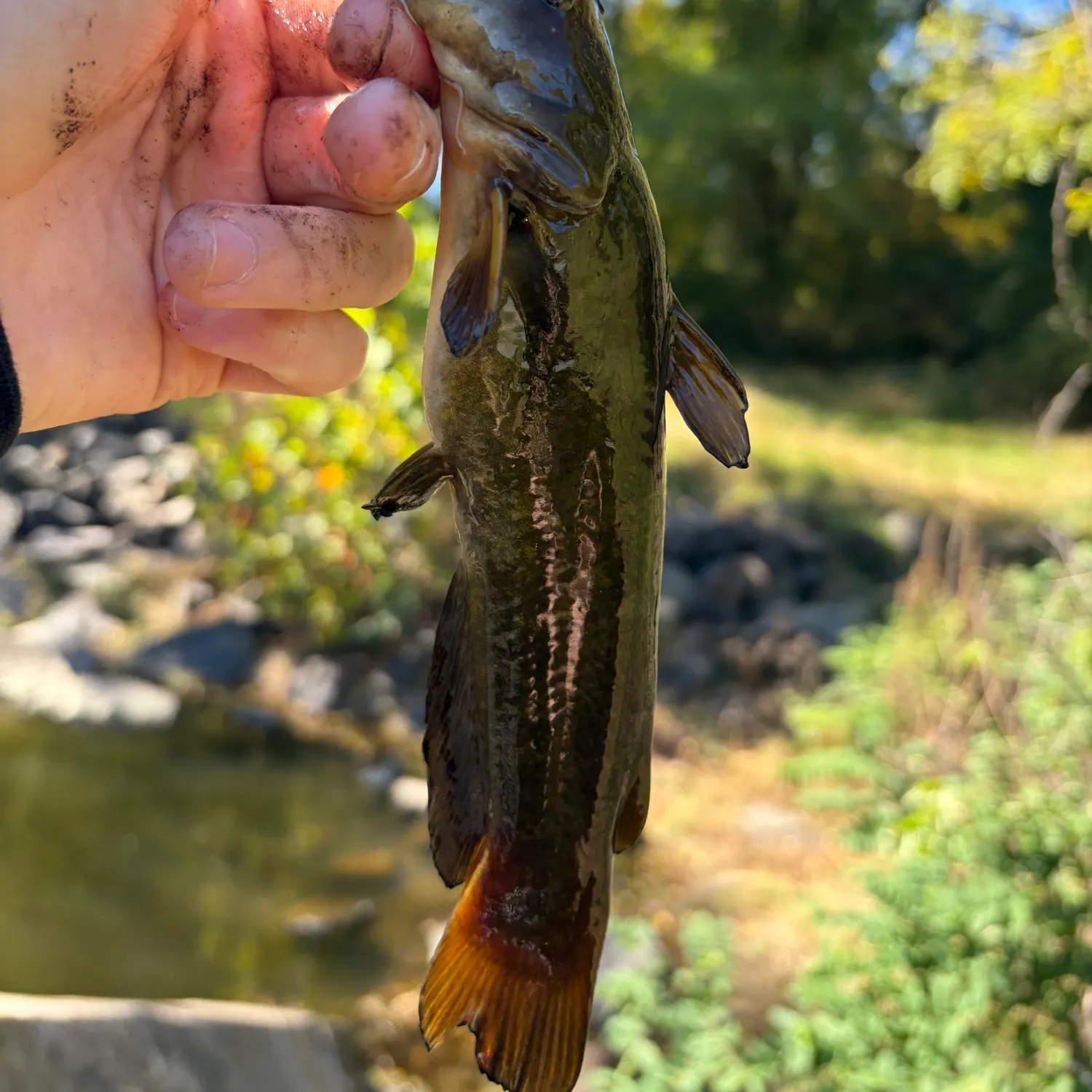 Yellow bullhead caught on Fishbrain