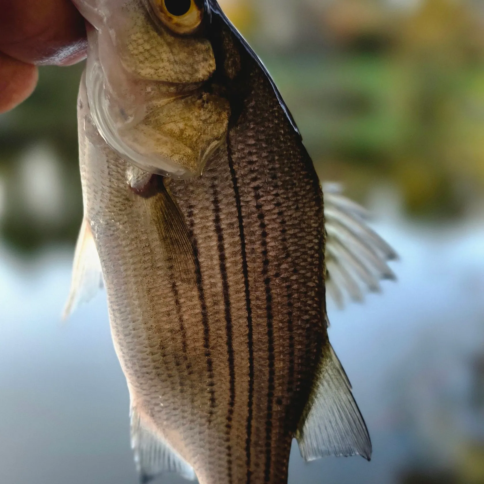 Wiper caught on Fishbrain