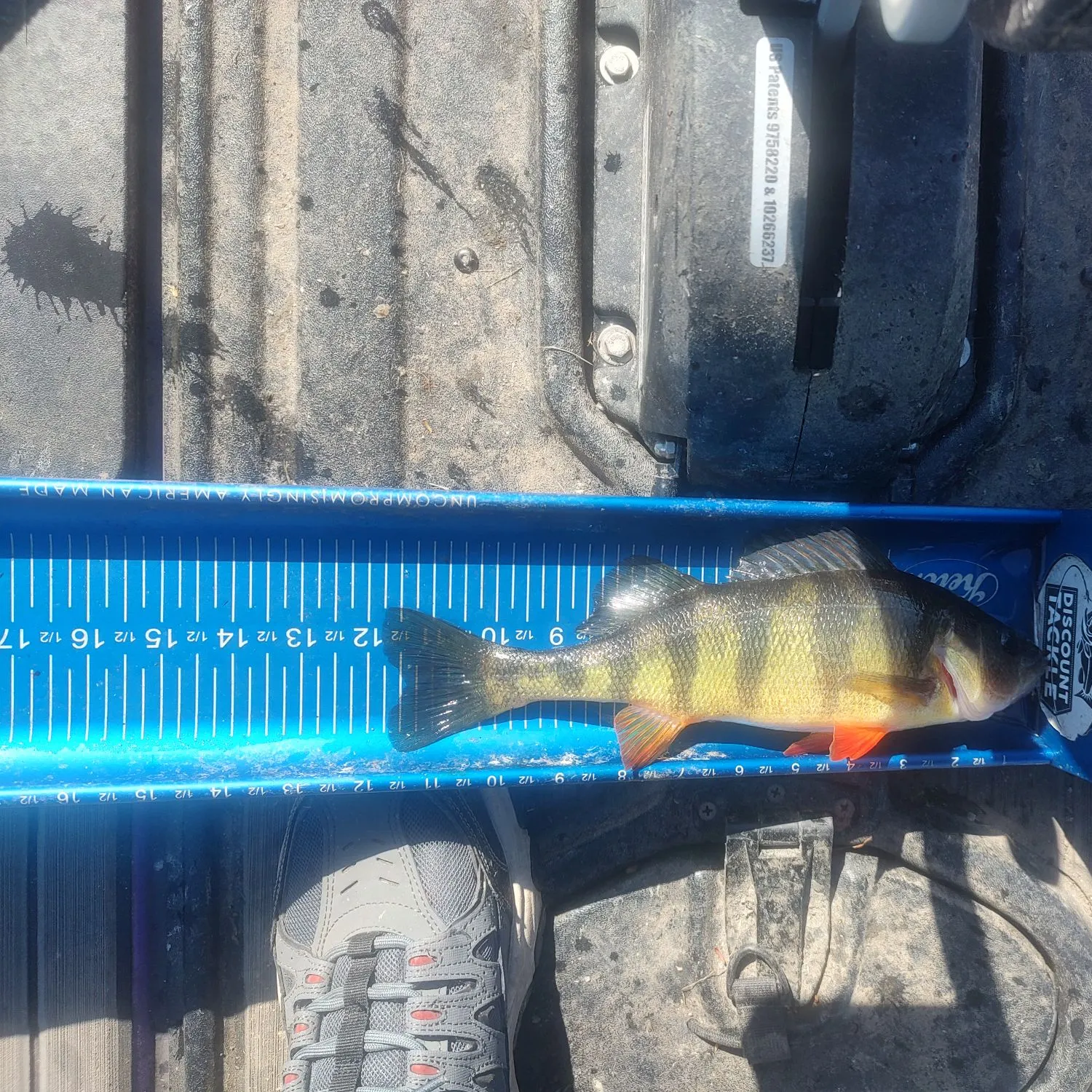Yellow perch caught on Fishbrain