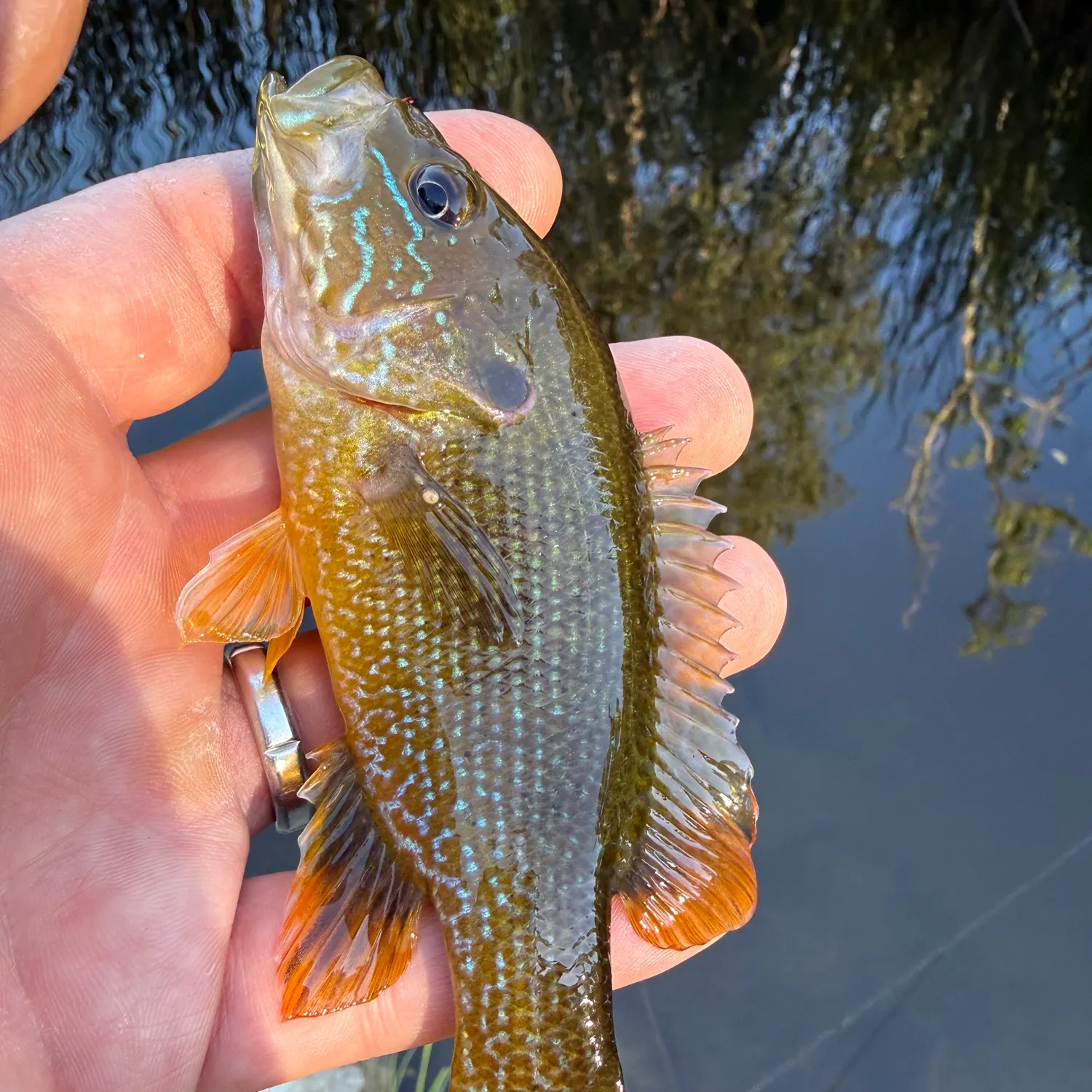 Green sunfish caught on Fishbrain