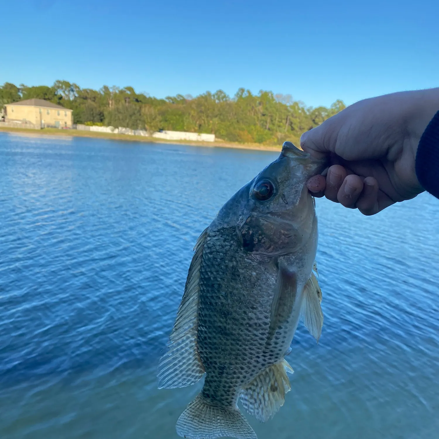 The most recent Blue tilapia catches on Fishbrain