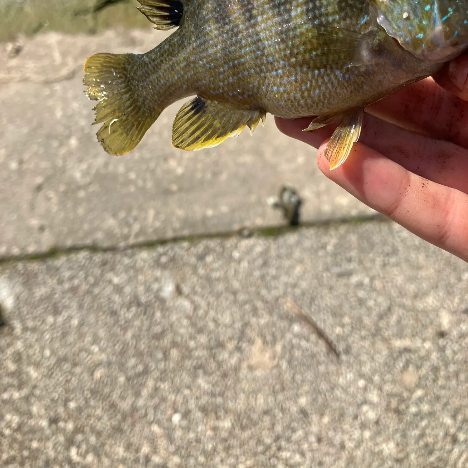 Green sunfish caught on Fishbrain