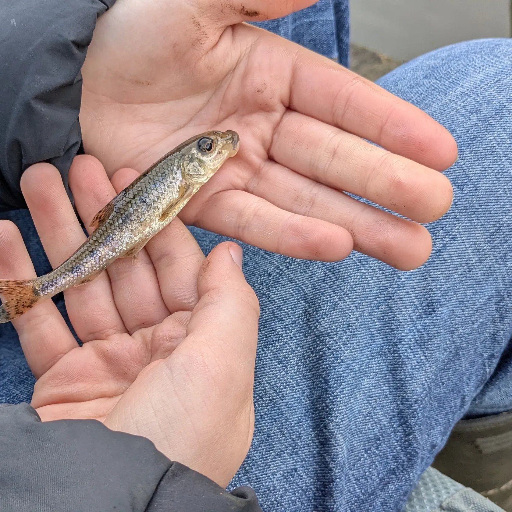 The most recent Gudgeon catches on Fishbrain