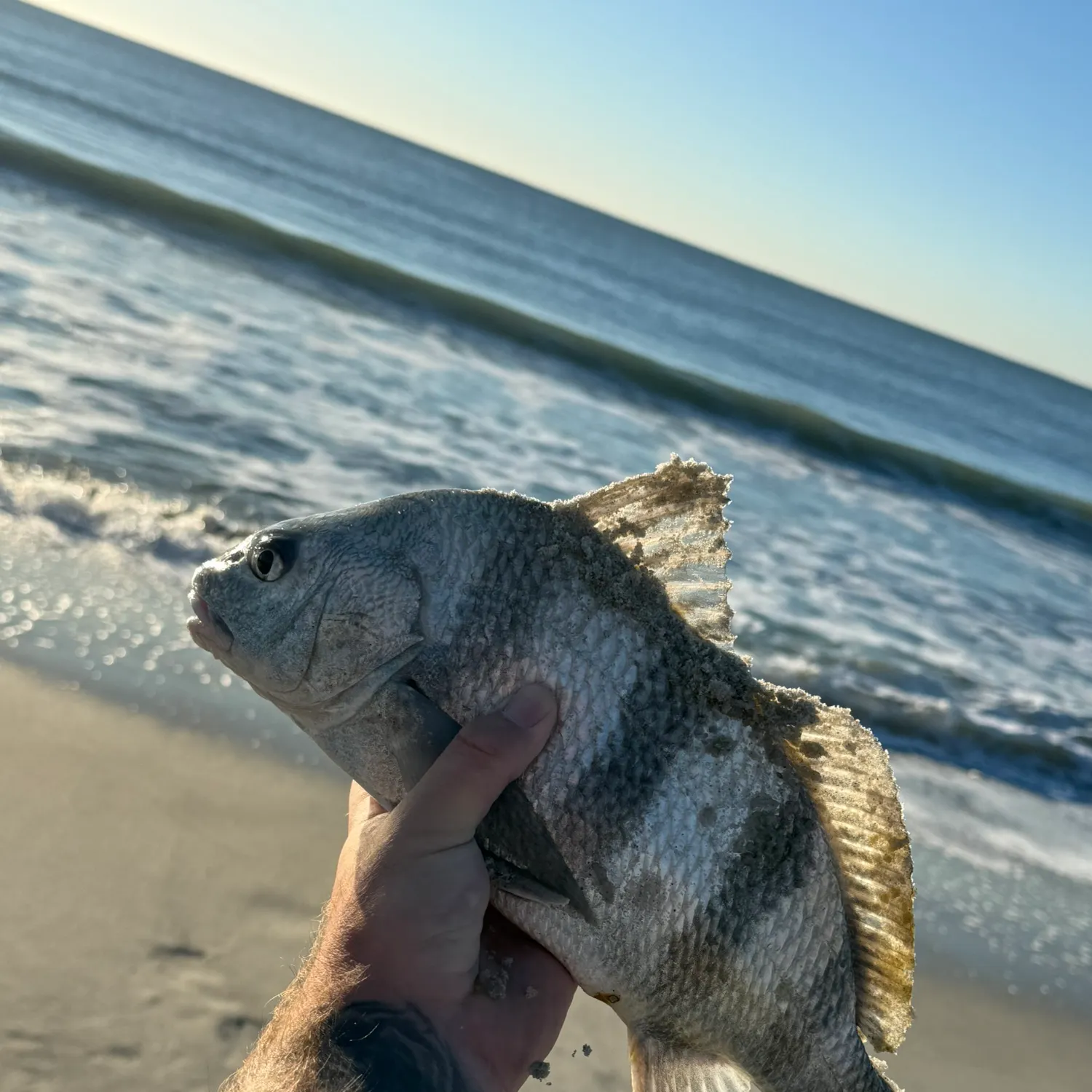 Black drum caught on Fishbrain