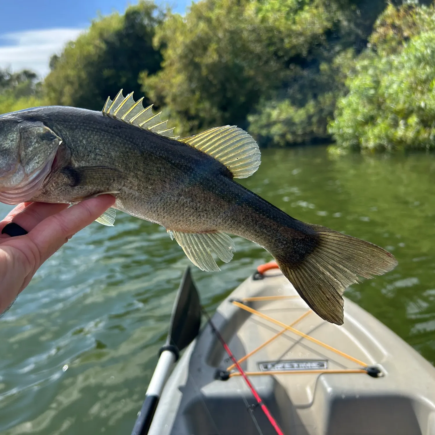 Largemouth bass caught on Fishbrain