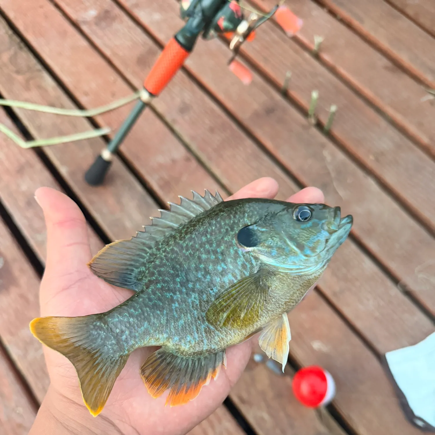 Greengill hybrid caught on Fishbrain