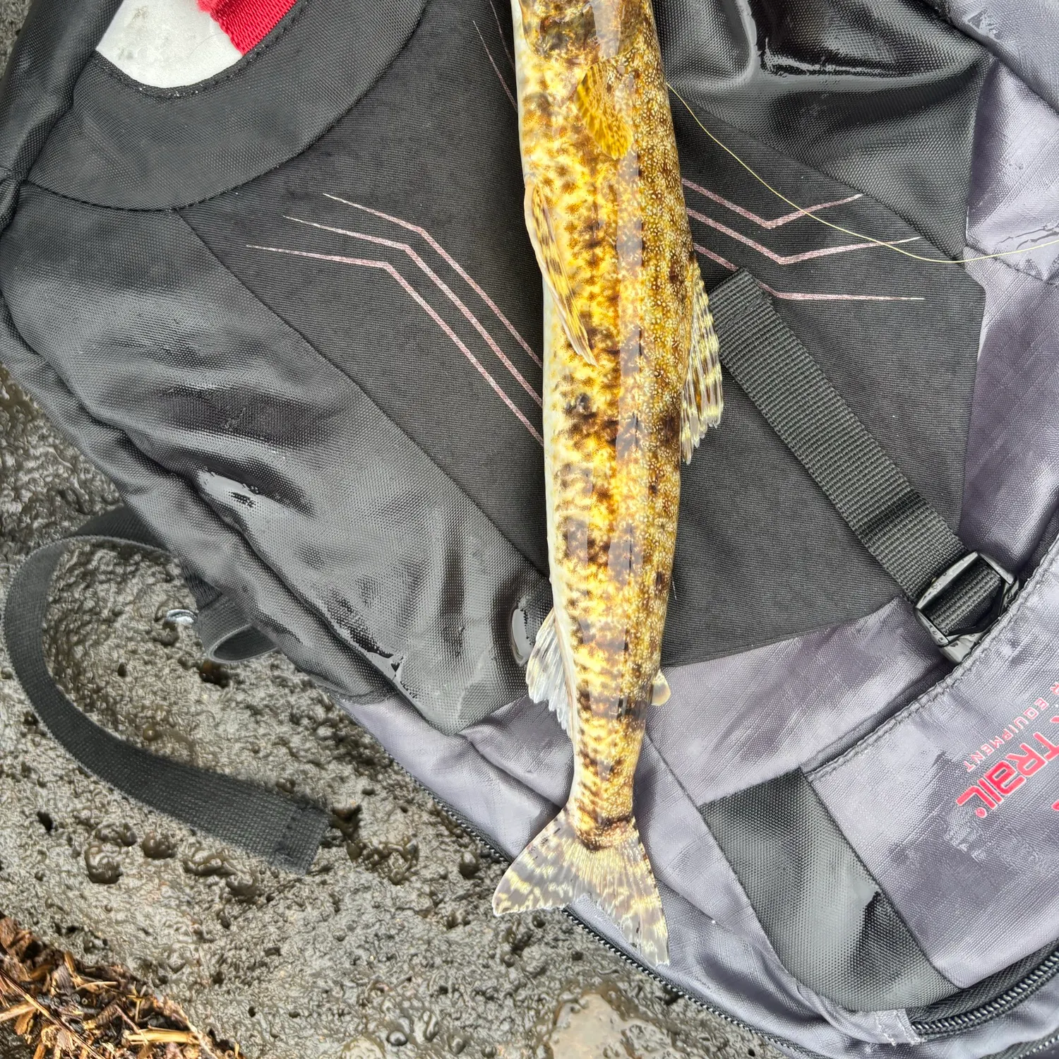 The most recent Slender lizardfish catches on Fishbrain