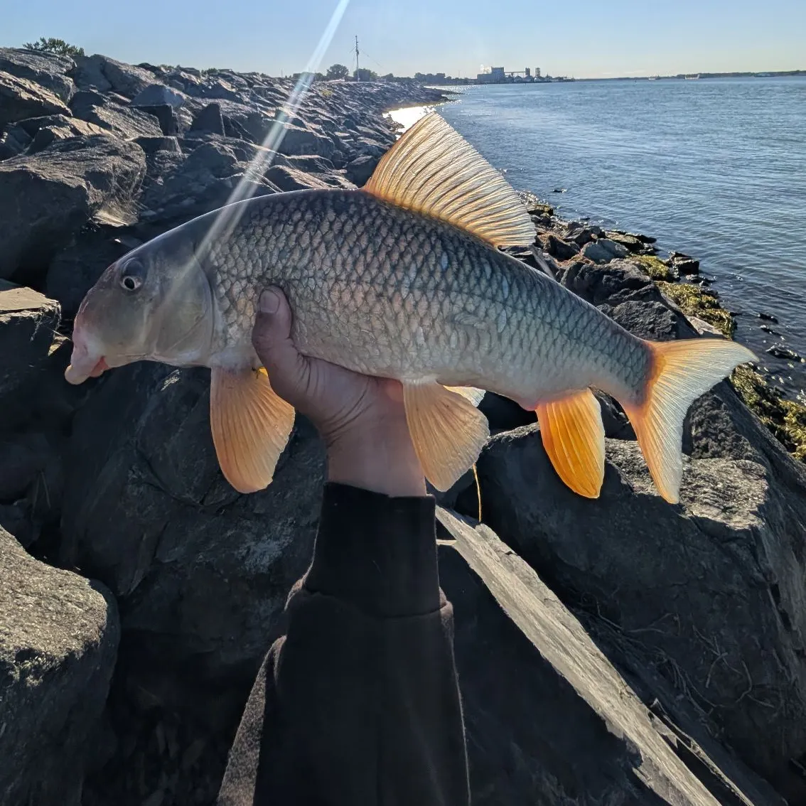 Golden redhorse caught on Fishbrain