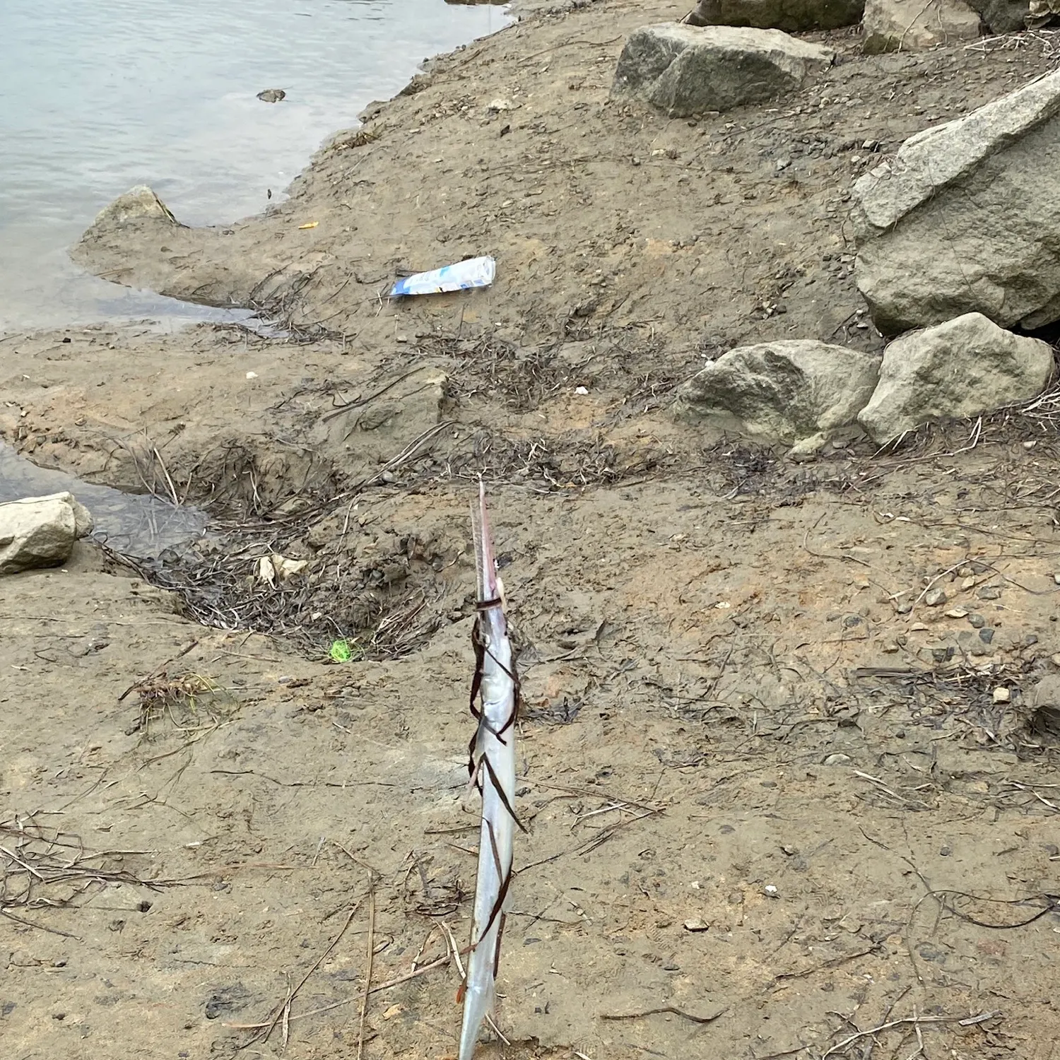 The most recent California needlefish catches on Fishbrain