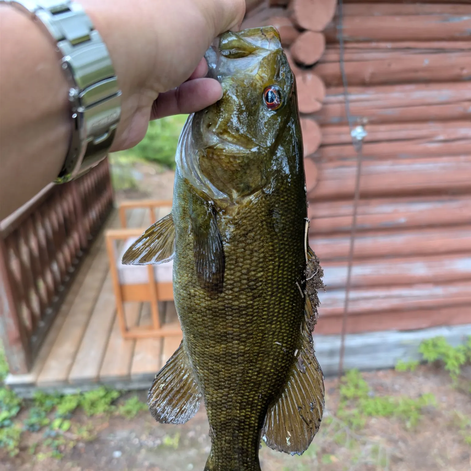 Smallmouth bass caught on Fishbrain