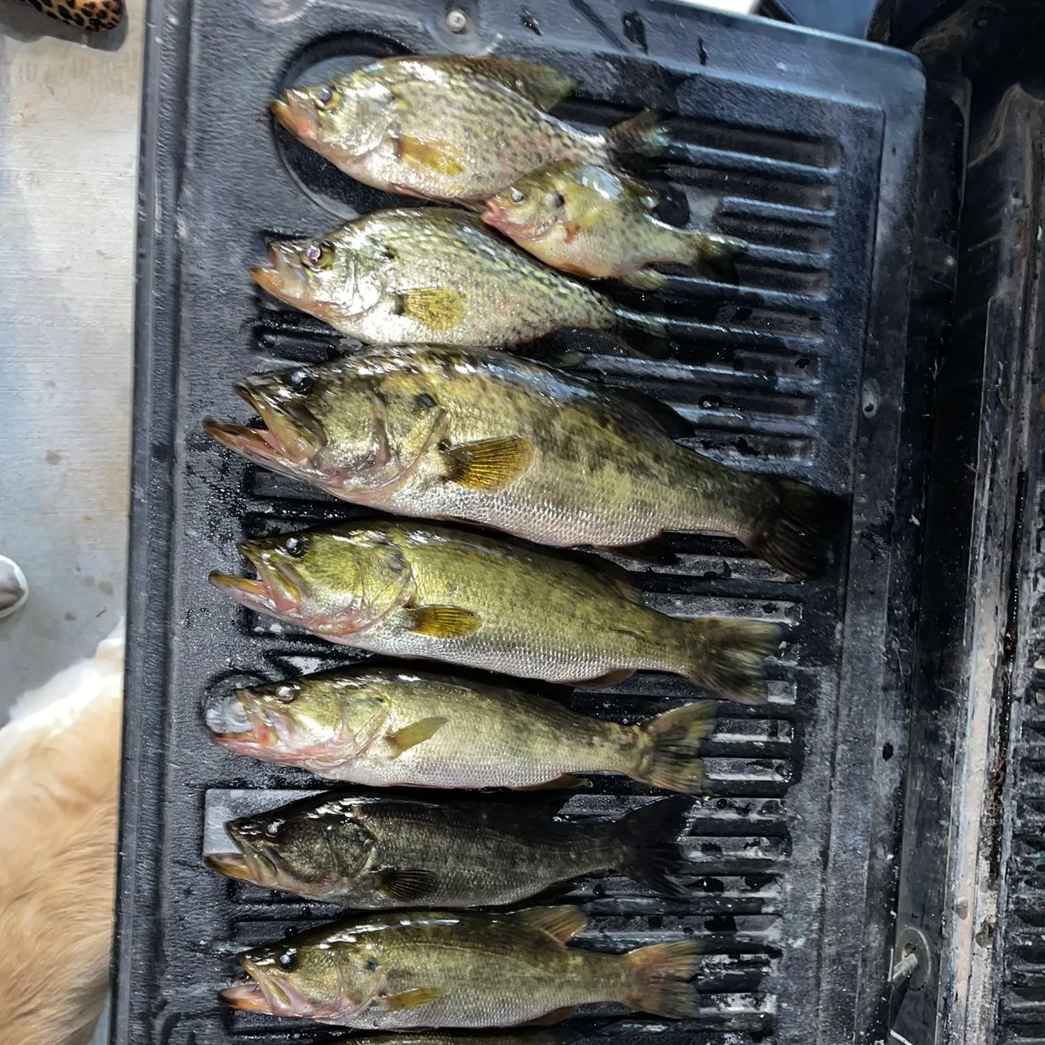 recently logged catches