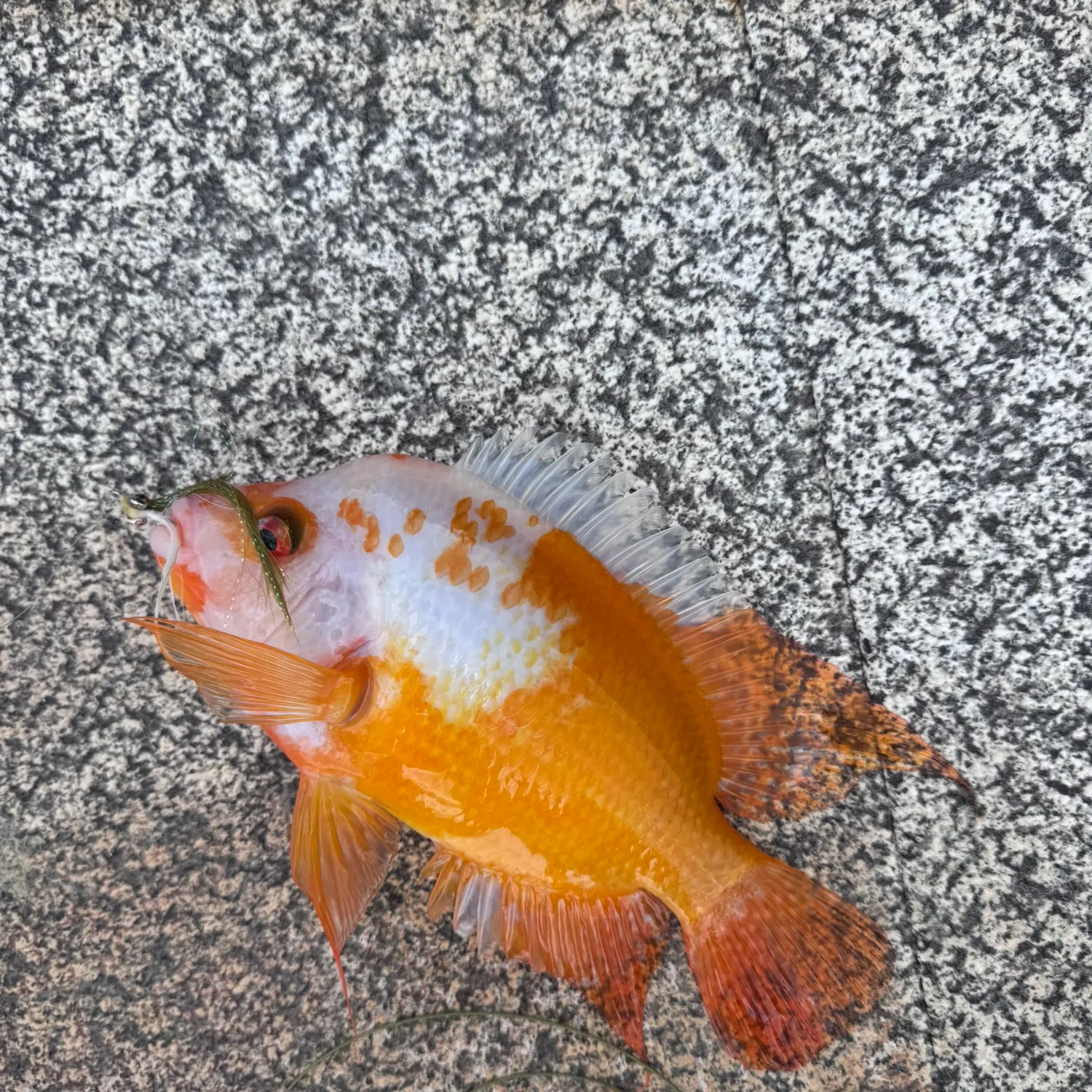 Midas cichlid caught on Fishbrain