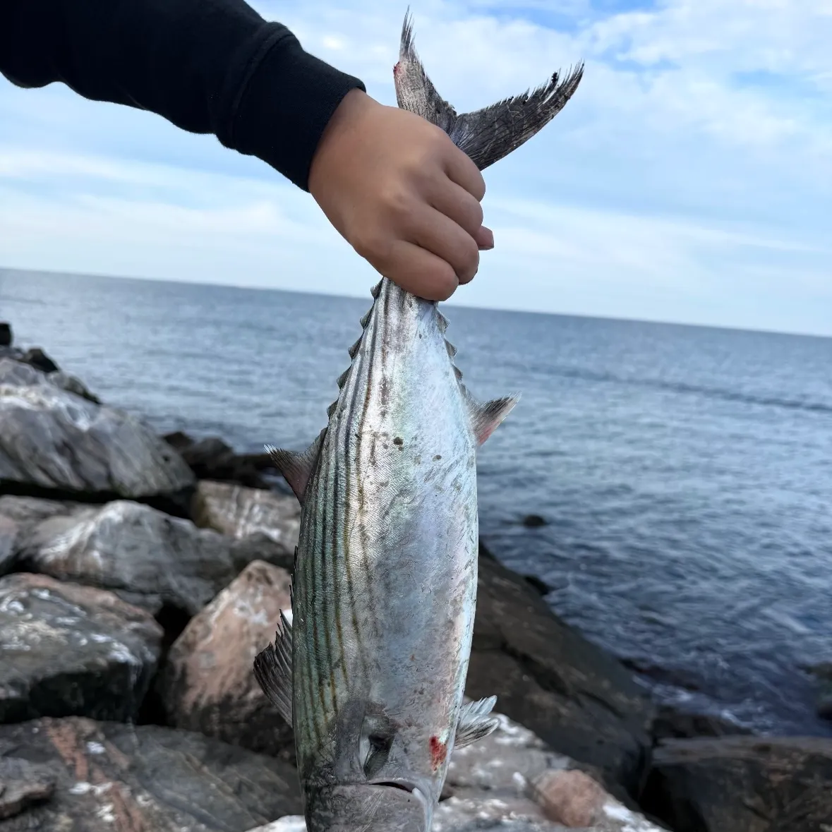 The most recent Atlantic bonito catches on Fishbrain